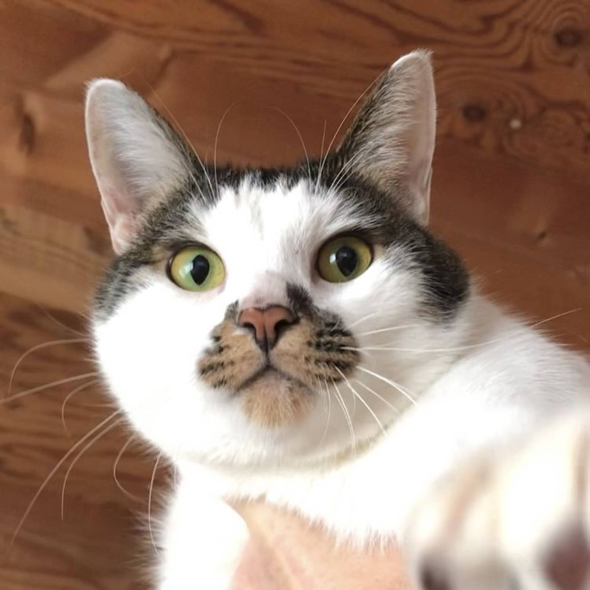 雑種（ミックス猫）・メスの里親募集の写真