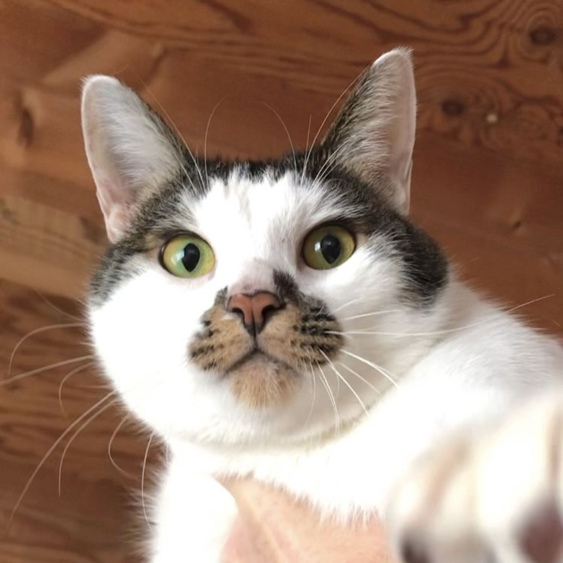 雑種（ミックス猫）・メスの里親募集の写真