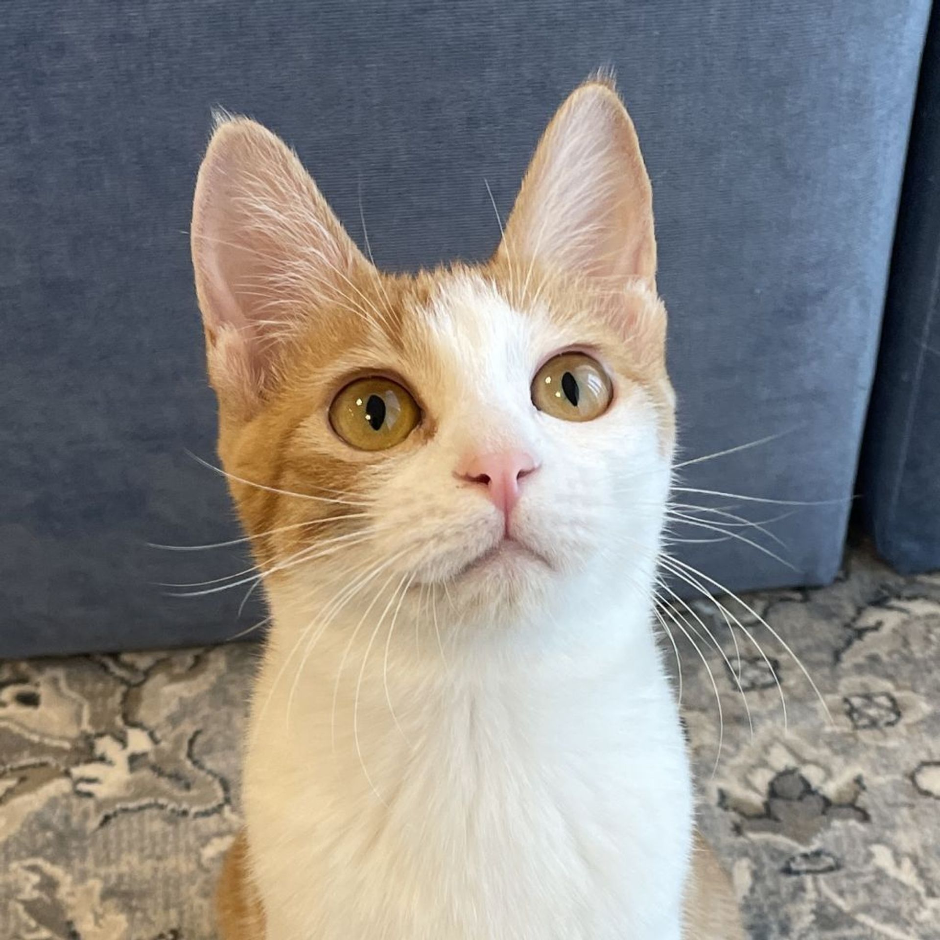 雑種（ミックス猫）・メスの里親募集の写真
