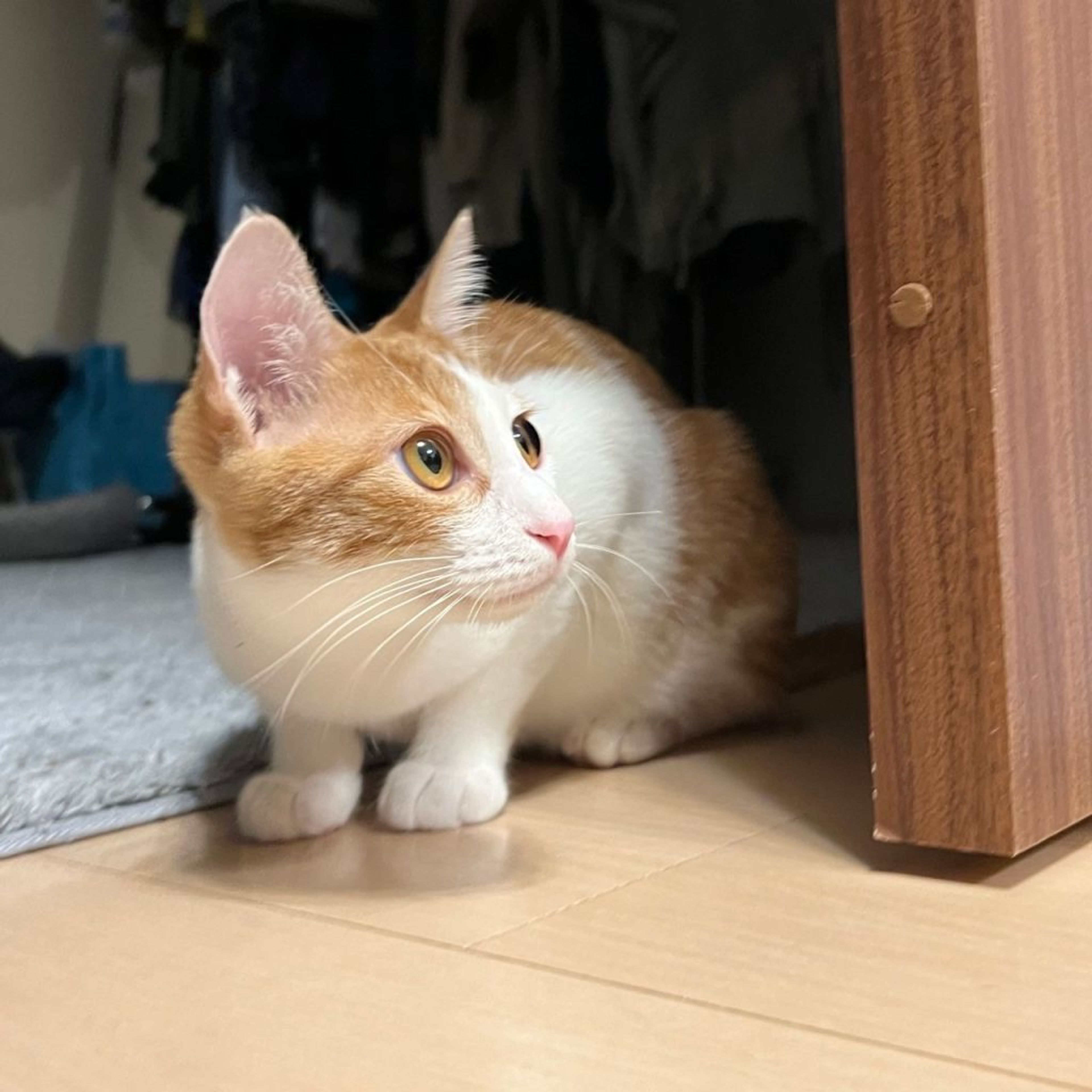 pet-image-4