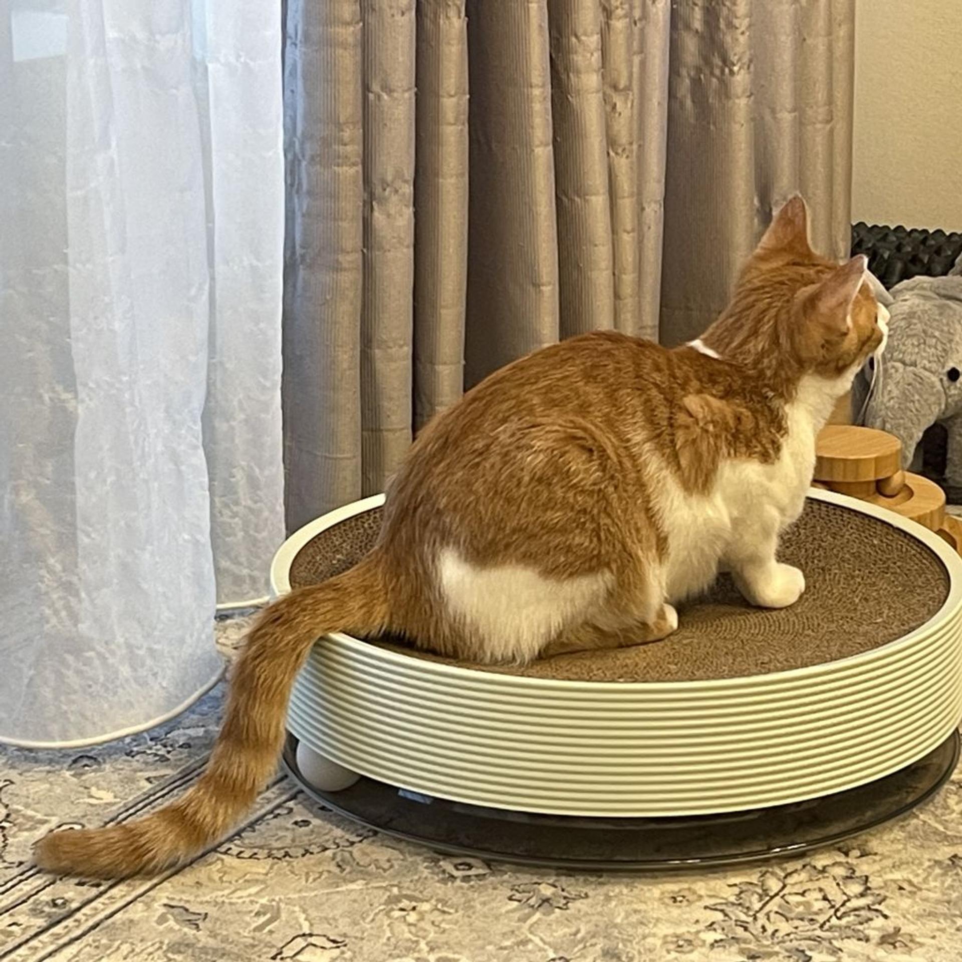 pet-image-5