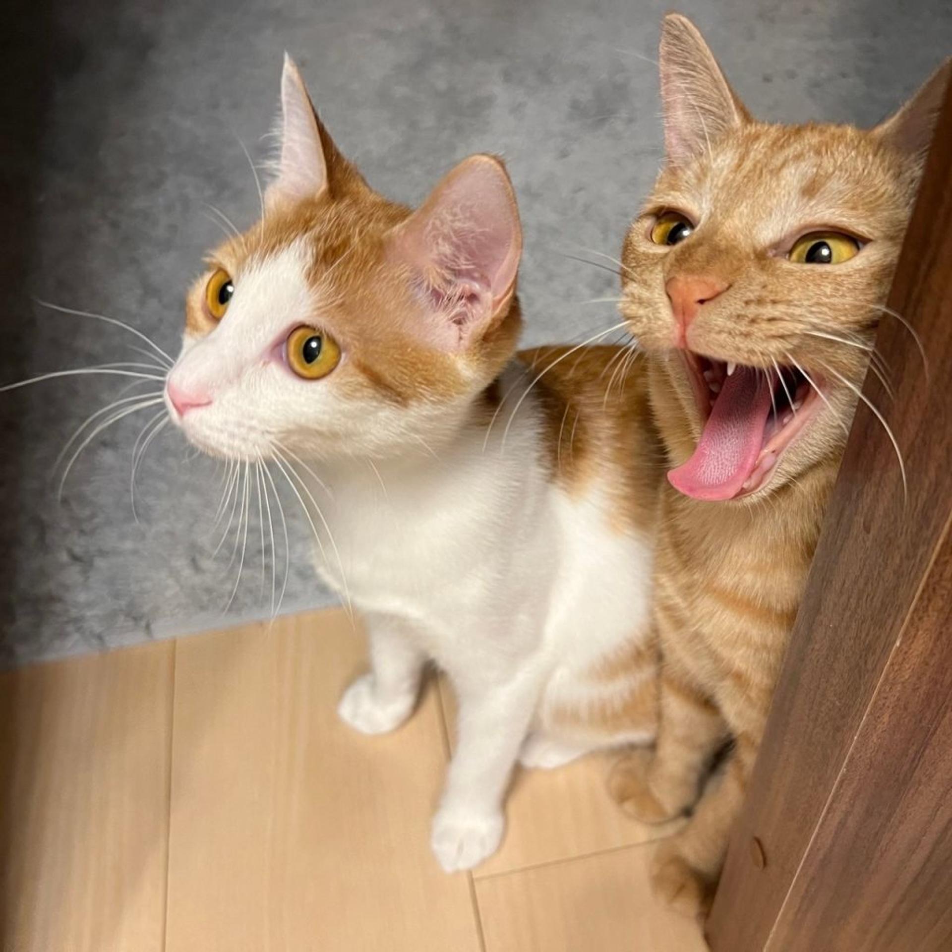 pet-image-6