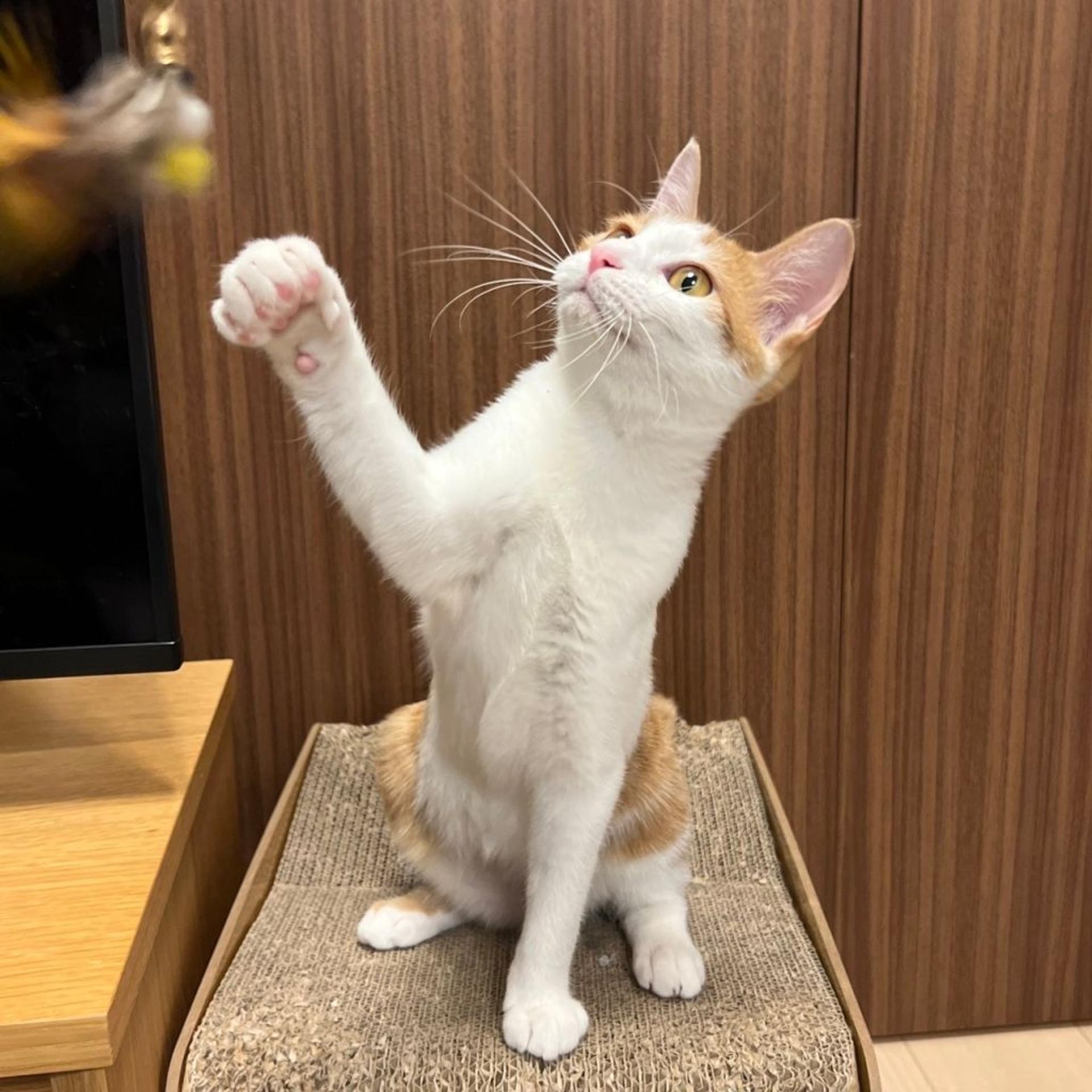 pet-image-7