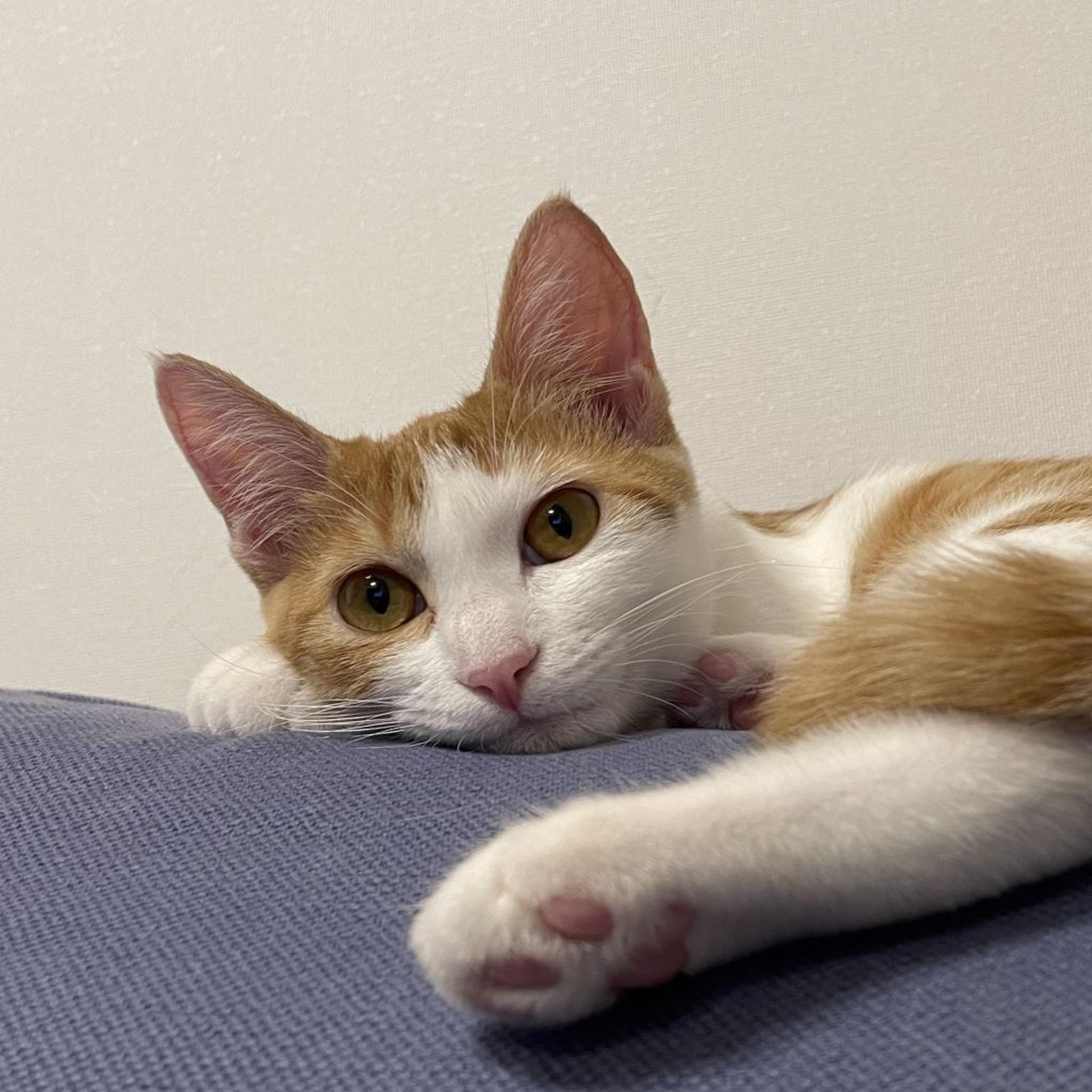 pet-image-8