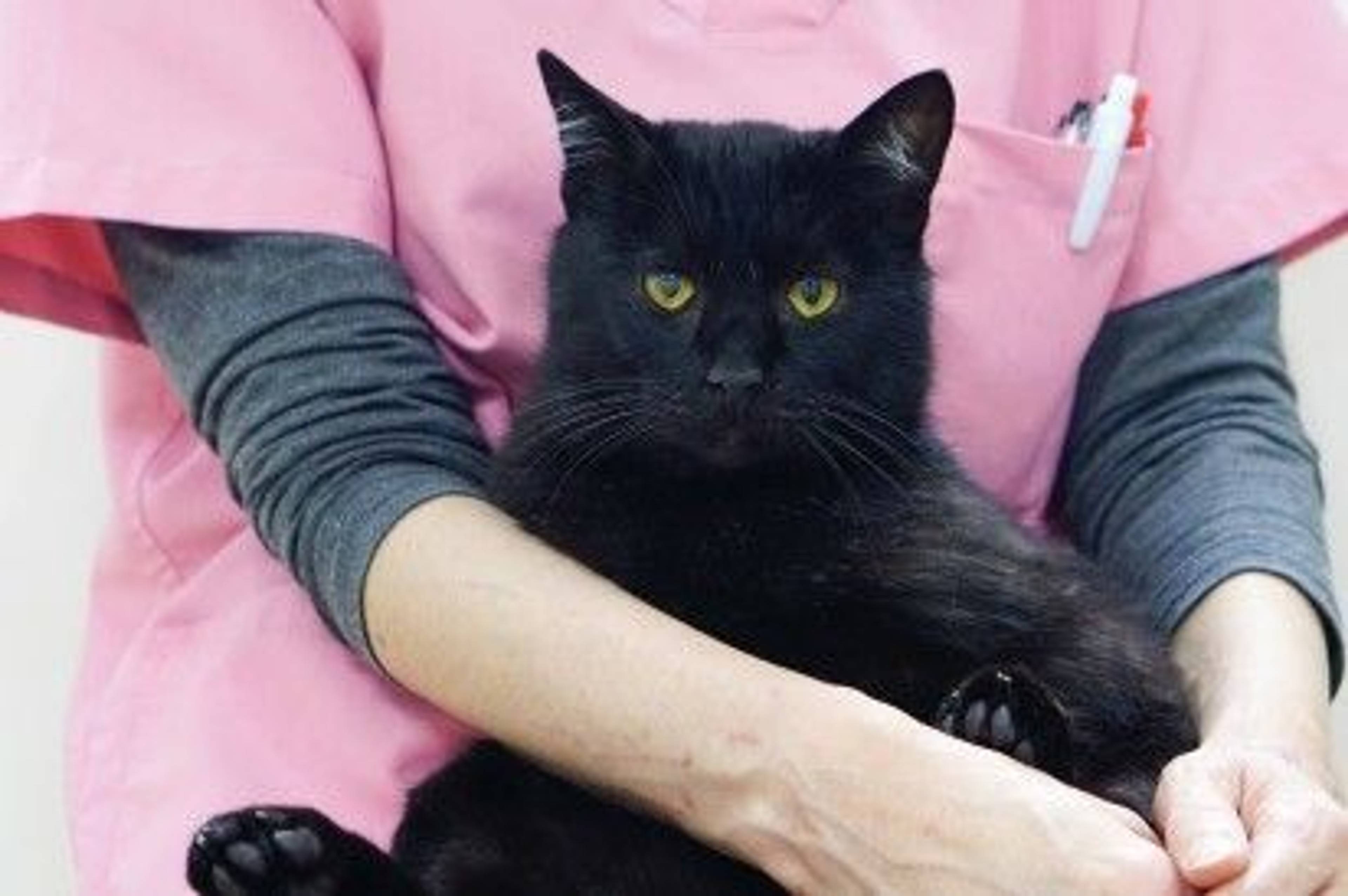 雑種（ミックス猫）・オスの里親募集の写真