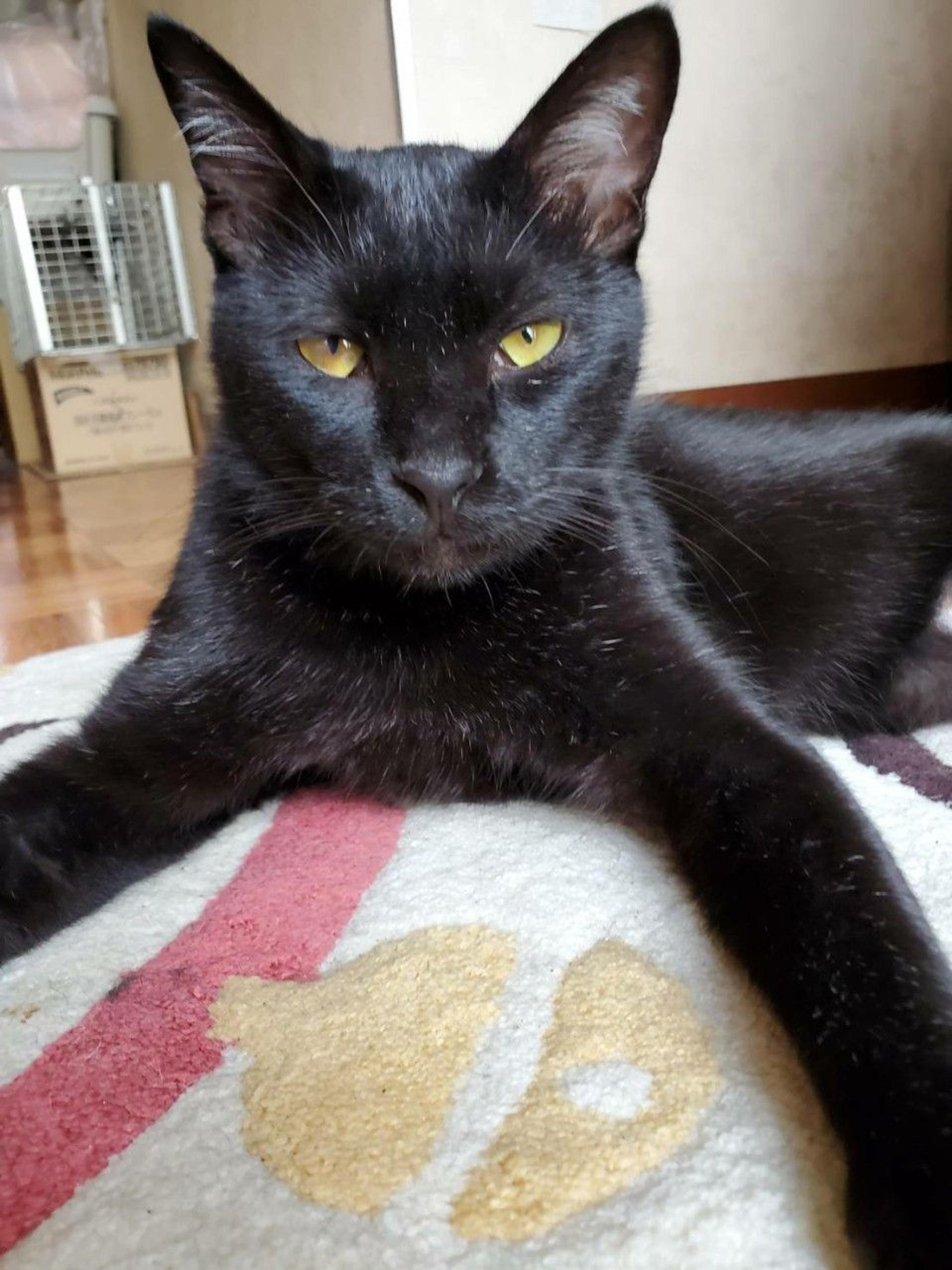 pet-image-3