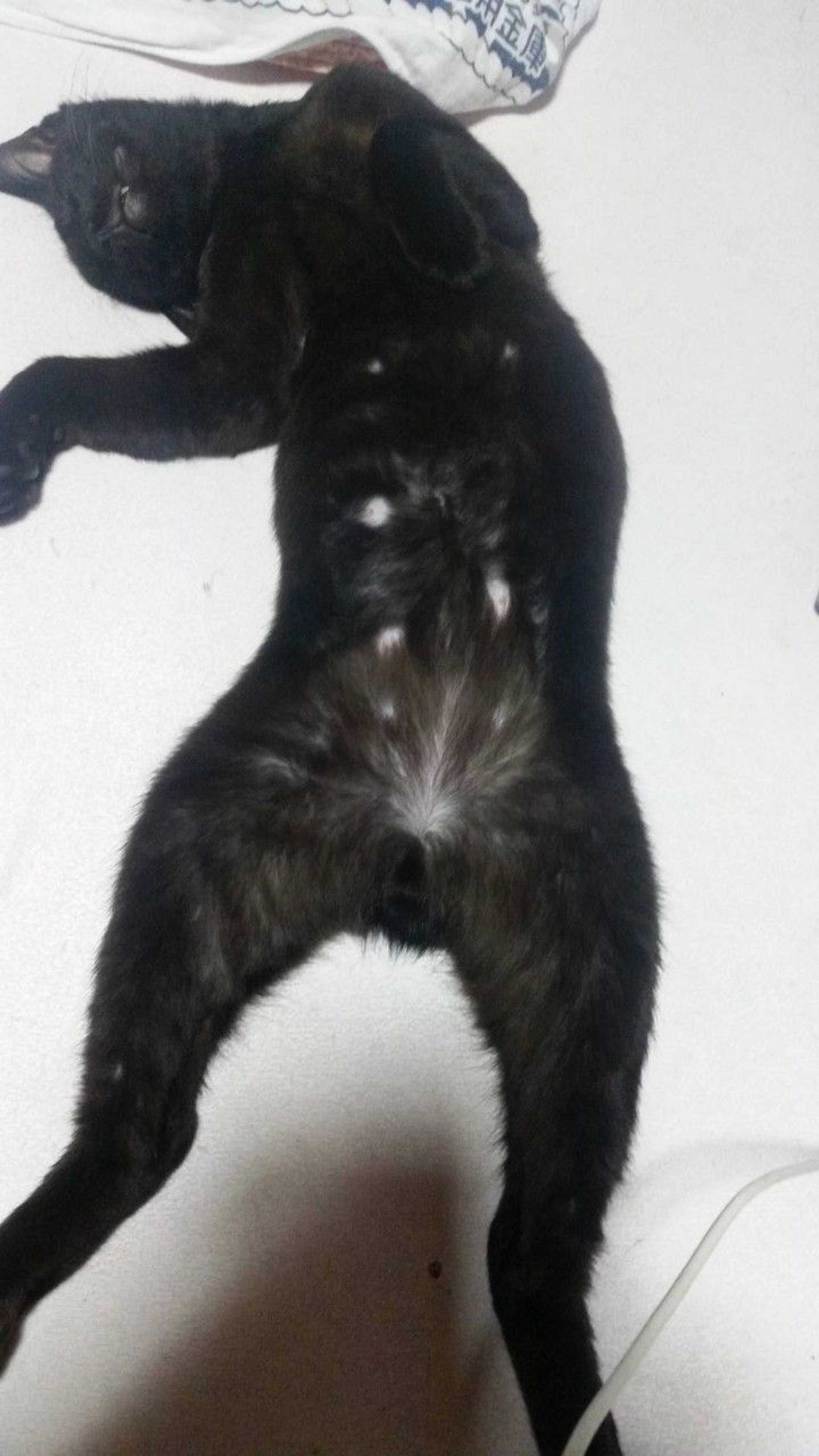 pet-image-5