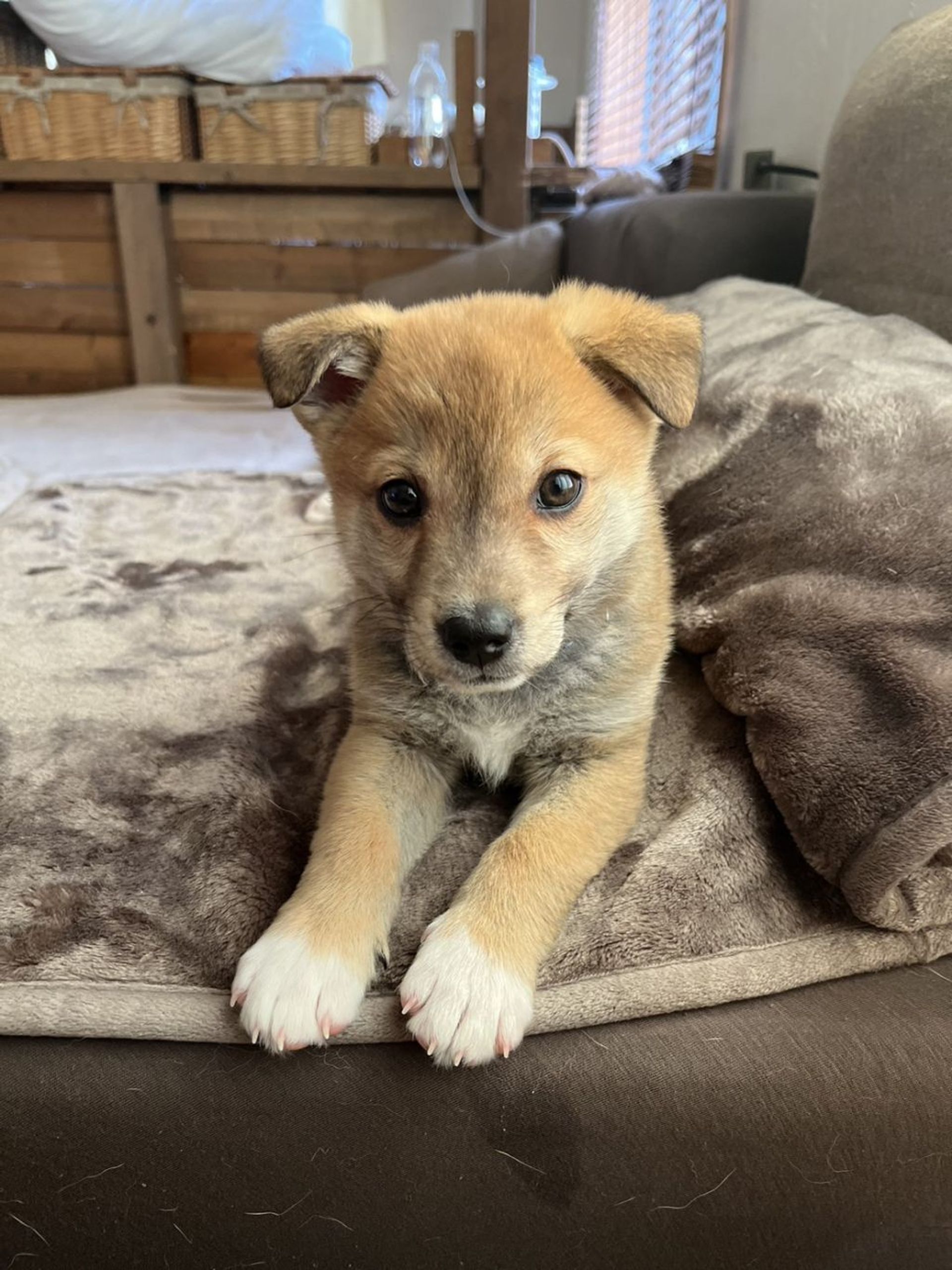 雑種（ミックス犬）・オスの里親募集の写真
