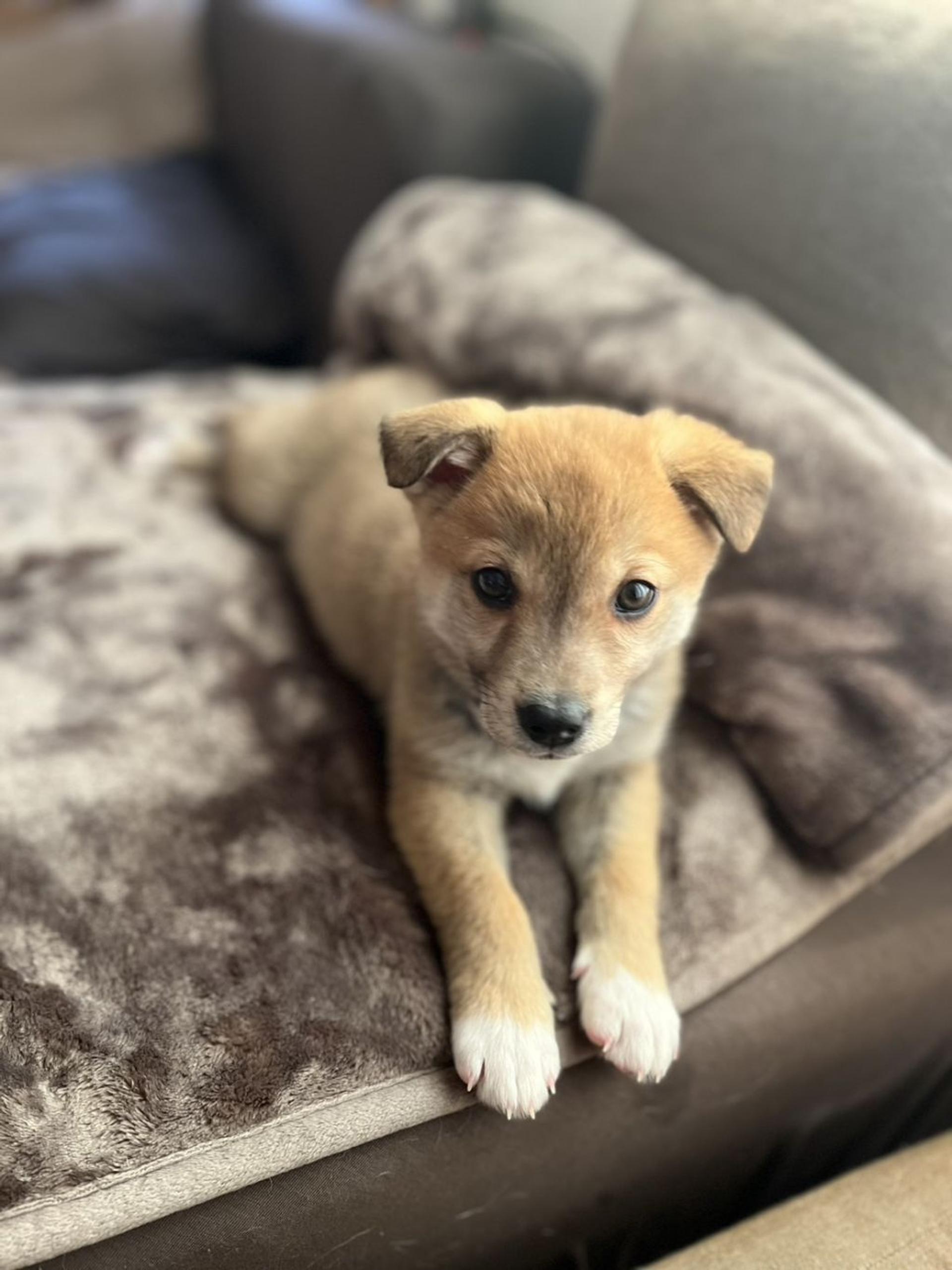 pet-image-2