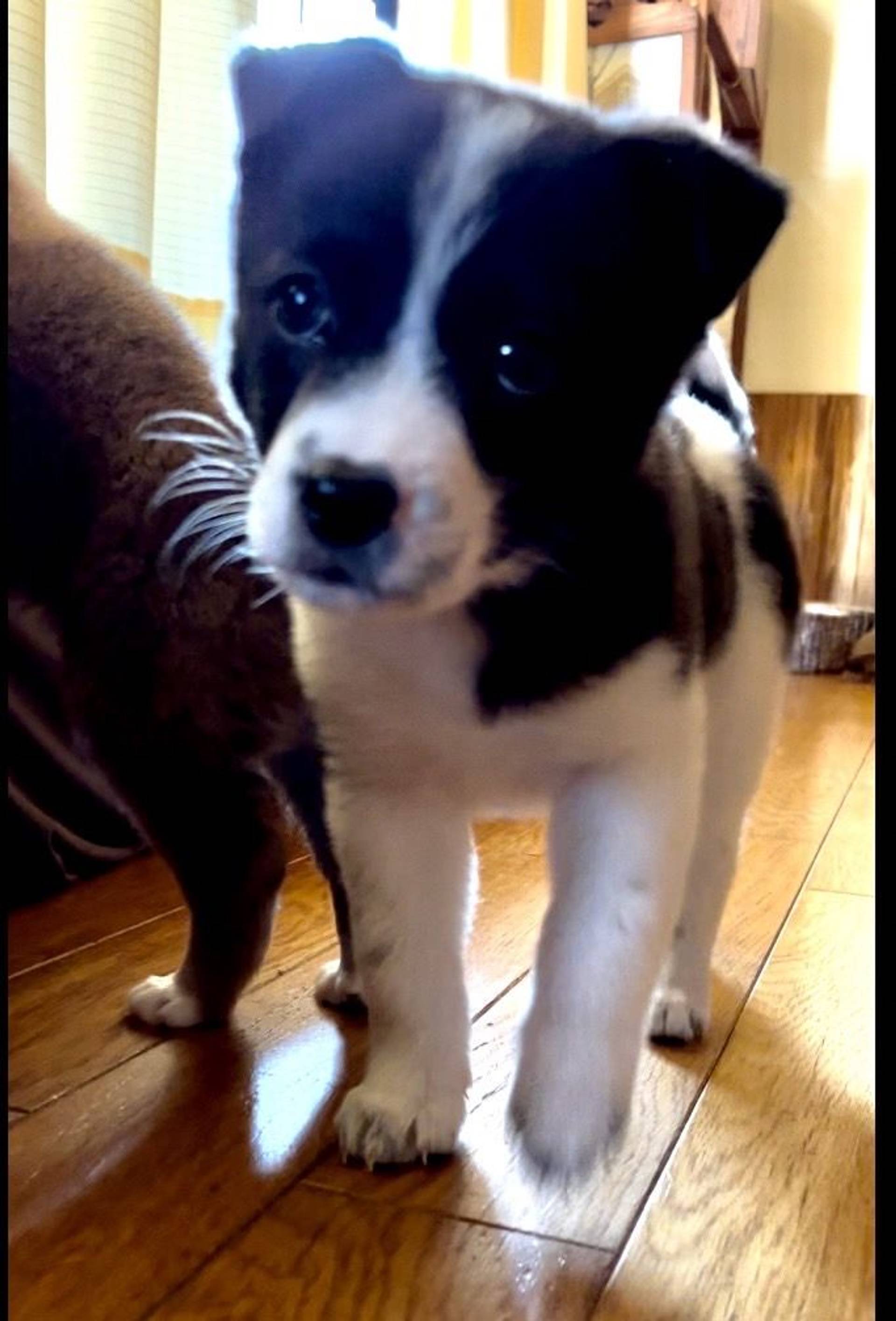 雑種（ミックス犬）・メスの里親募集の写真
