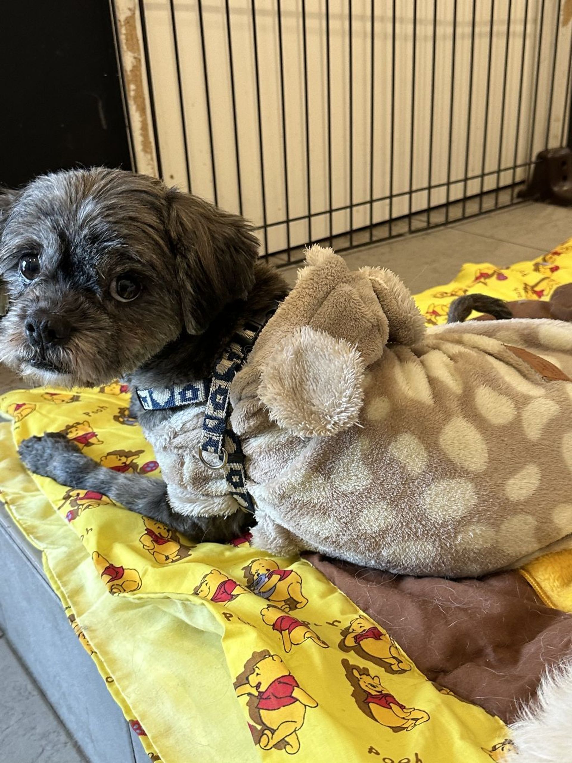 雑種（ミックス犬）・メスの里親募集の写真