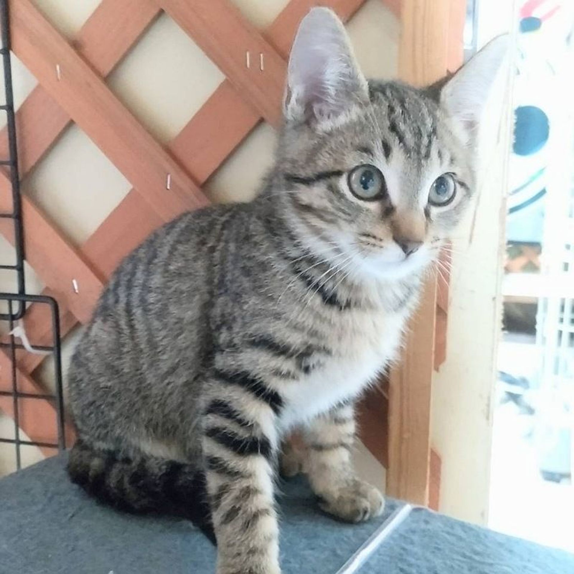 雑種（ミックス猫）・オスの里親募集の写真