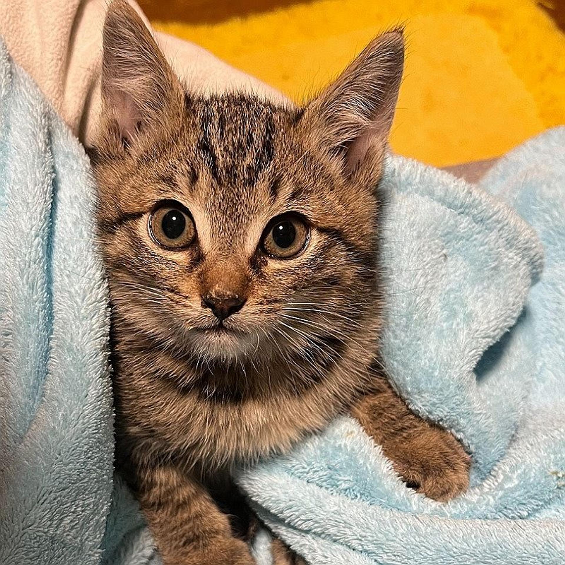 pet-image-2