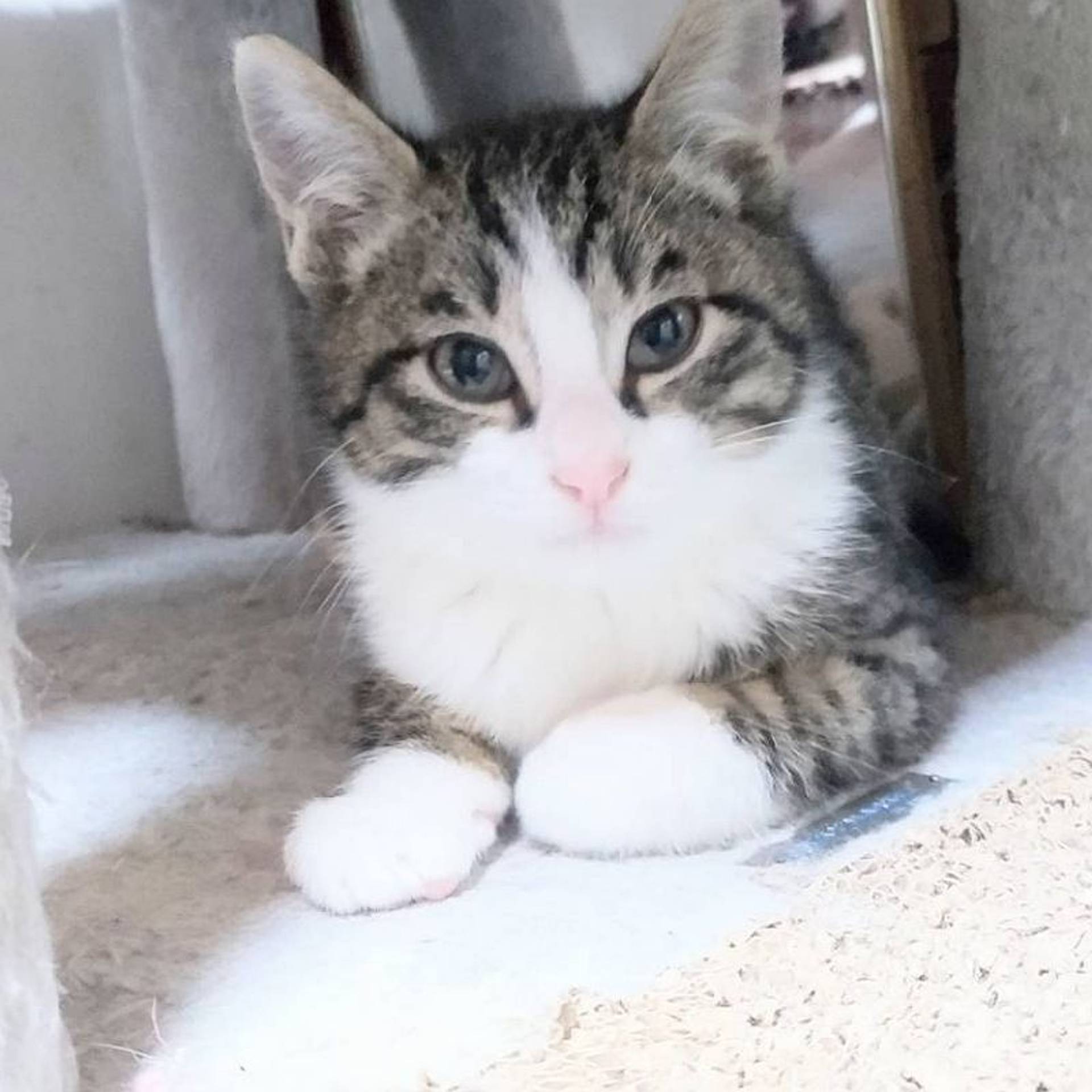 雑種（ミックス猫）・オスの里親募集の写真