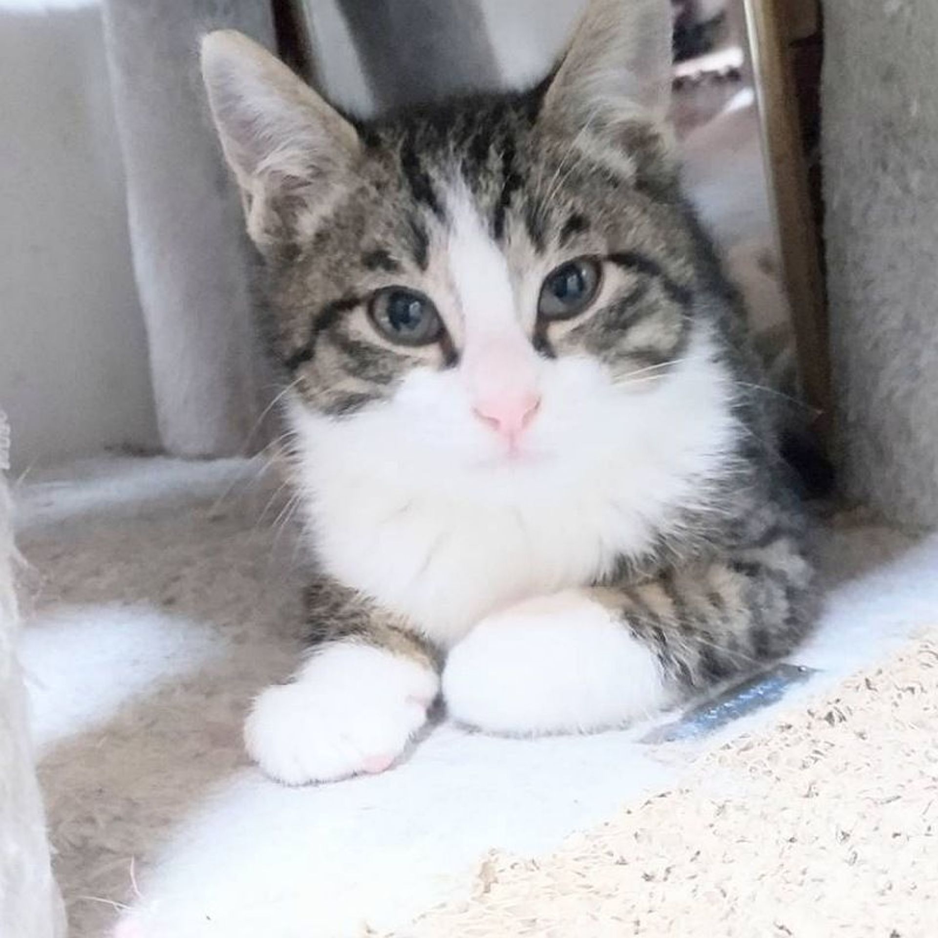 雑種（ミックス猫）・オスの里親募集の写真