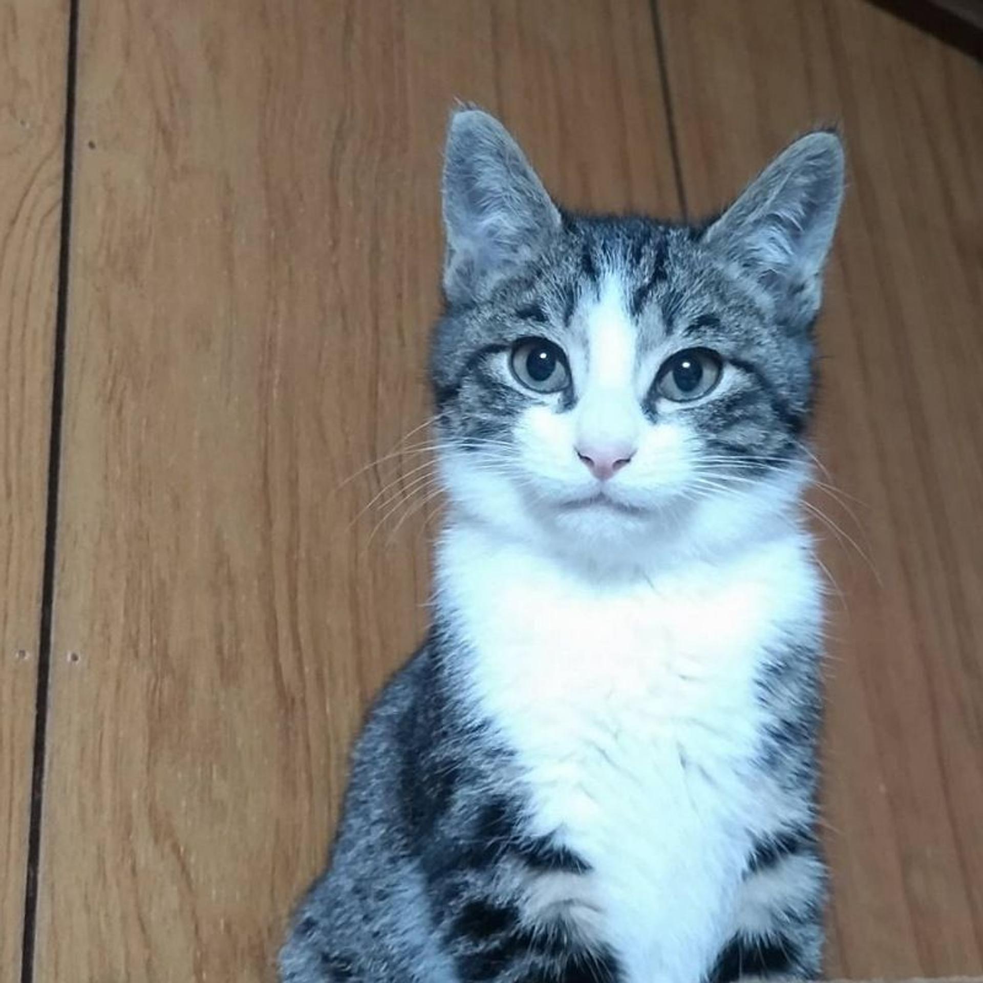 pet-image-2