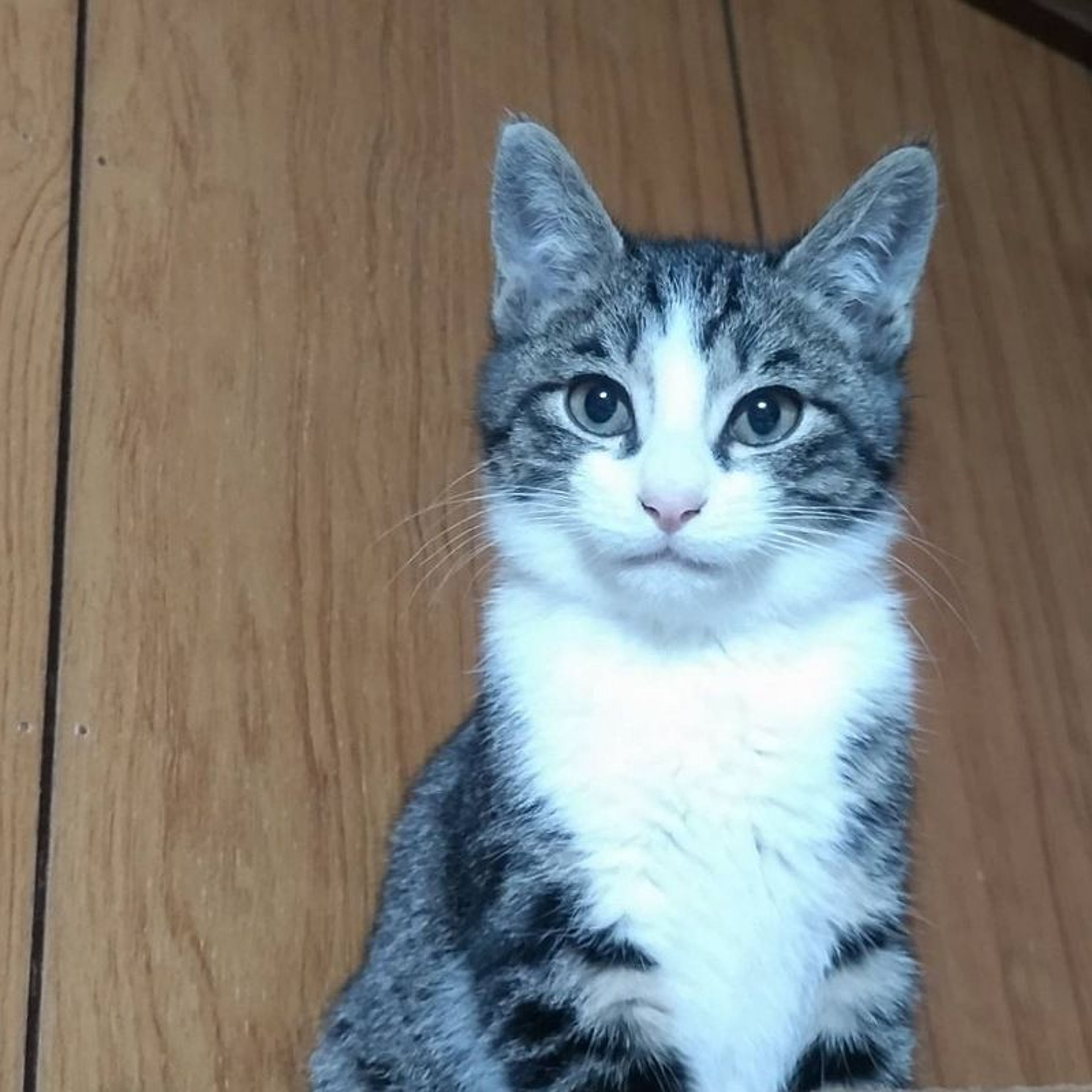 pet-image-2
