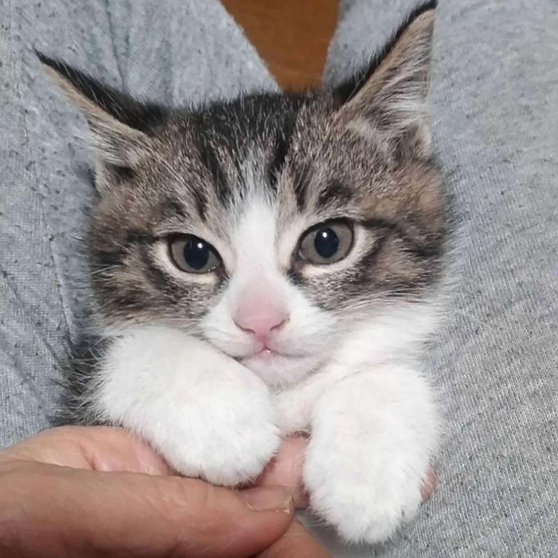 雑種（ミックス猫）・オスの里親募集の写真