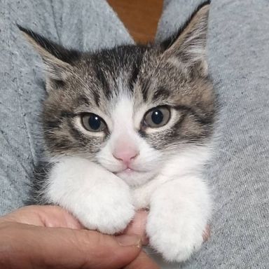 ポンくん★1/14譲渡会参加の写真