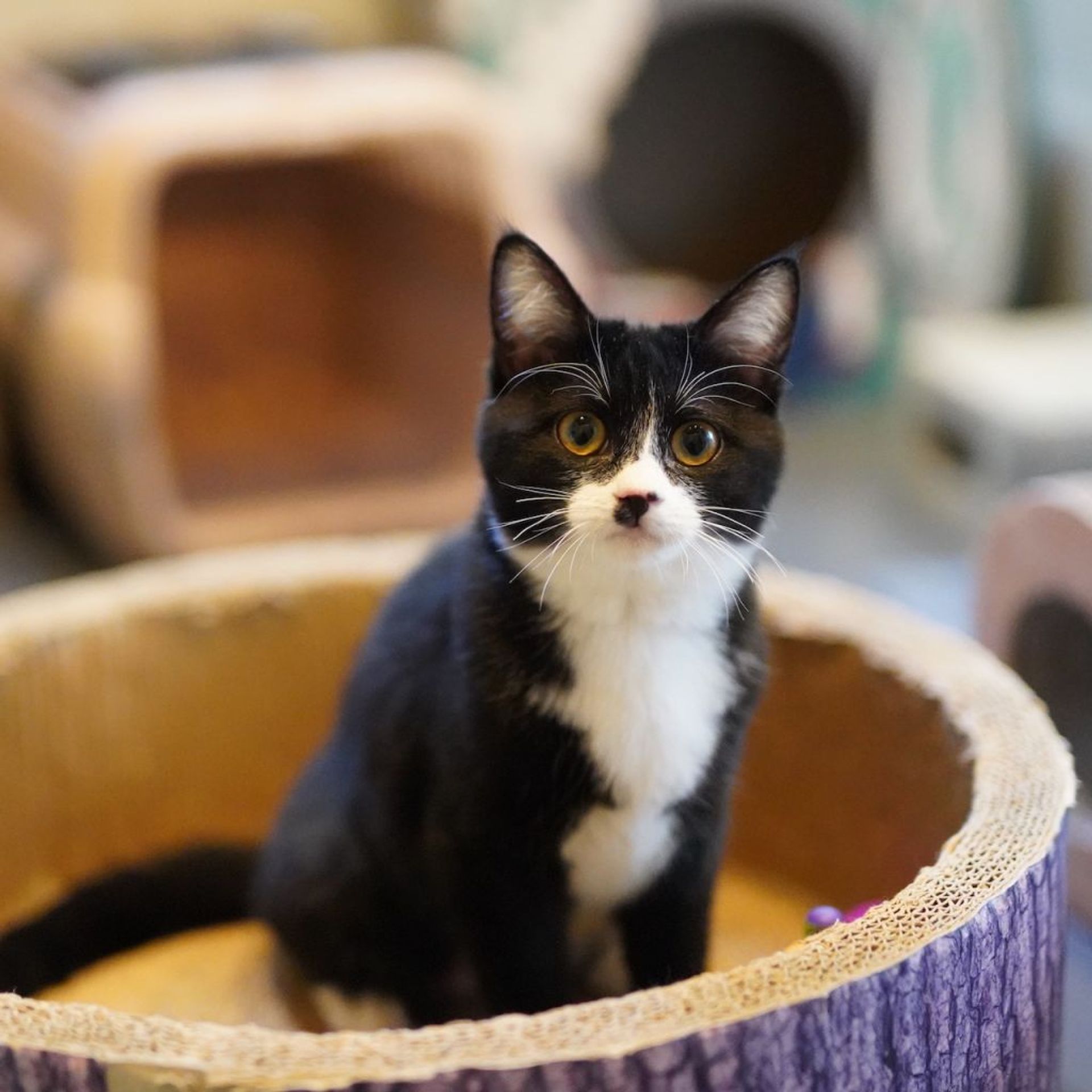 雑種（ミックス猫）・メスの里親募集の写真