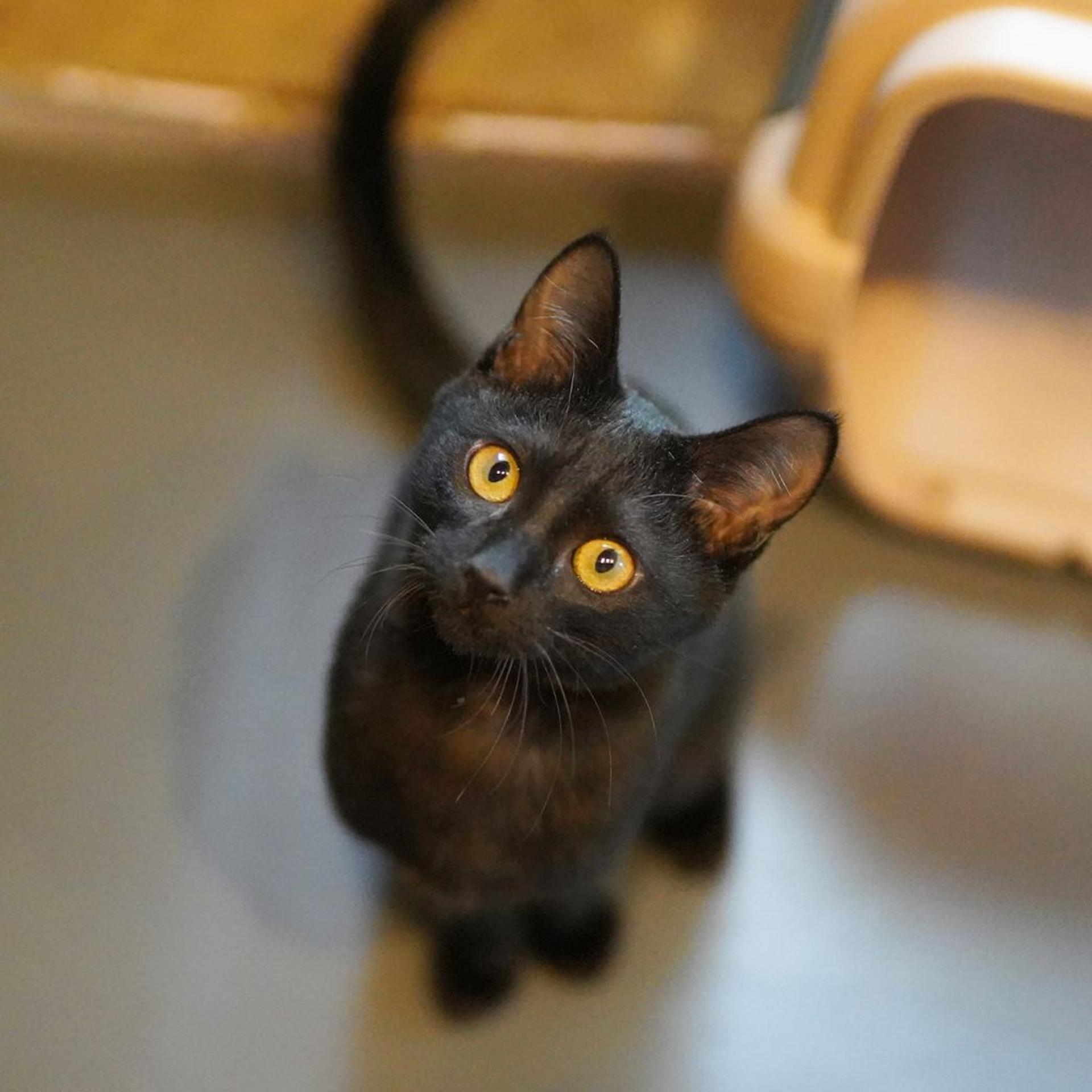 pet-image-7