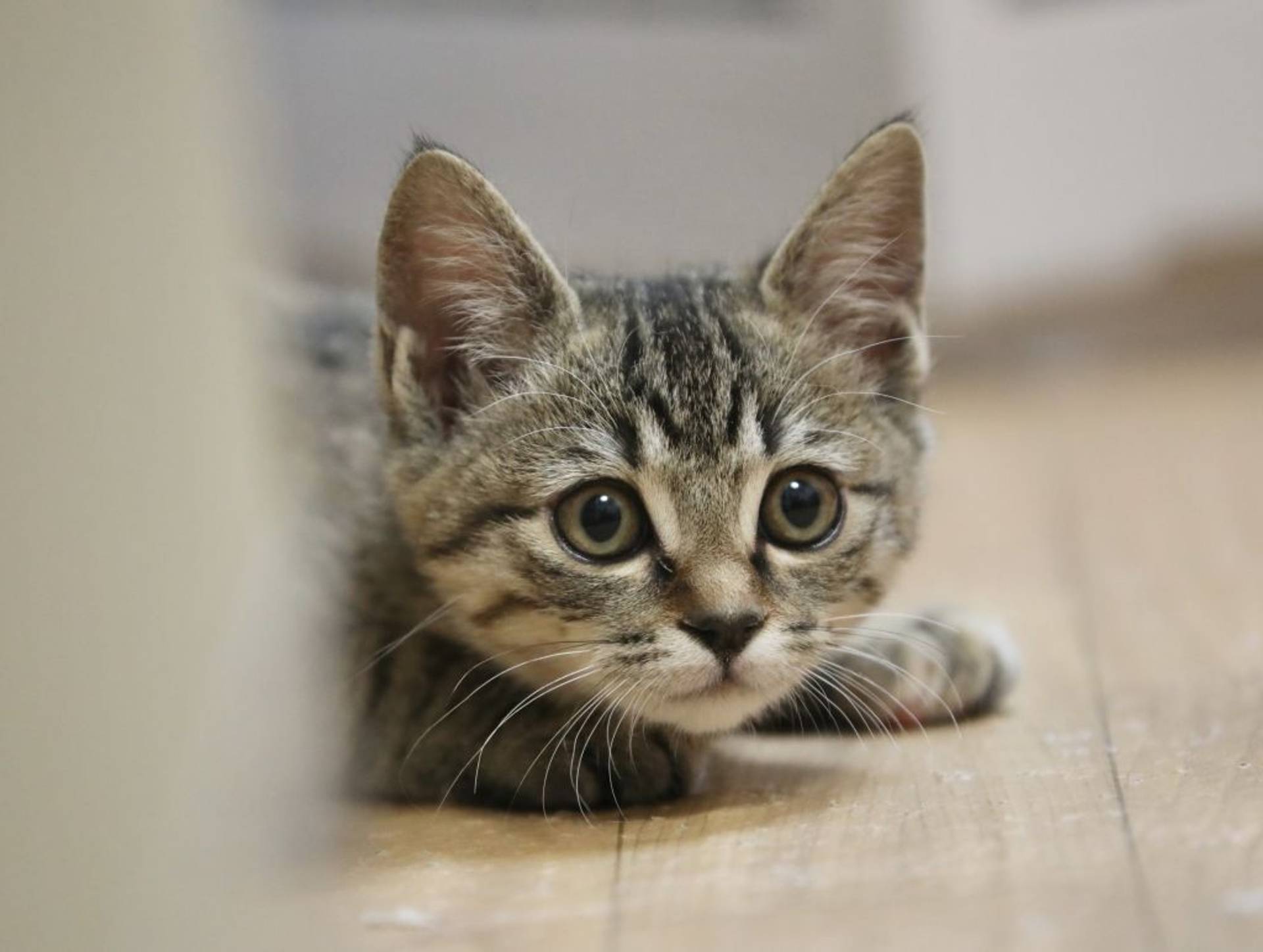 雑種（ミックス猫）・メスの里親募集の写真