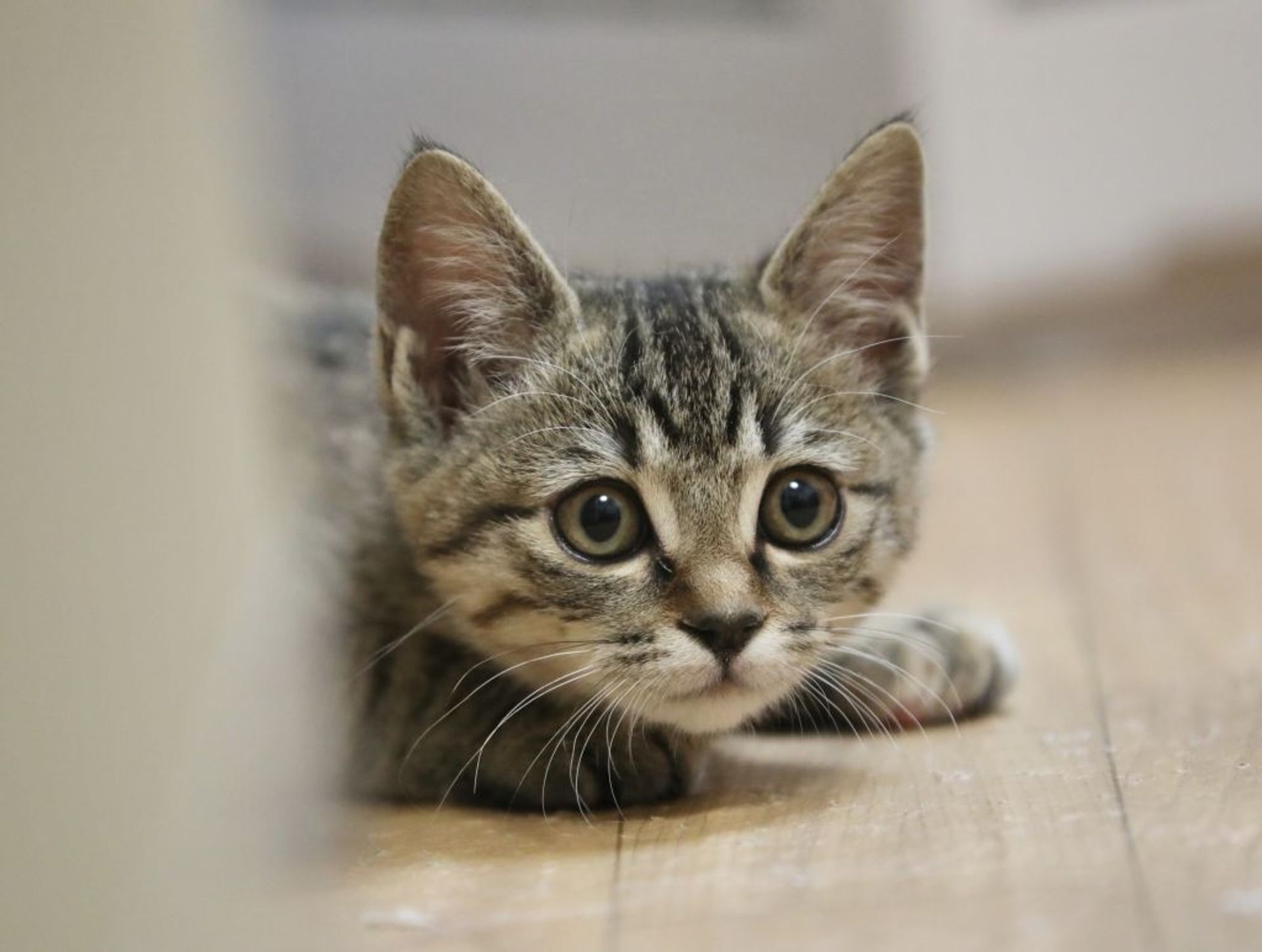 雑種（ミックス猫）・メスの里親募集の写真