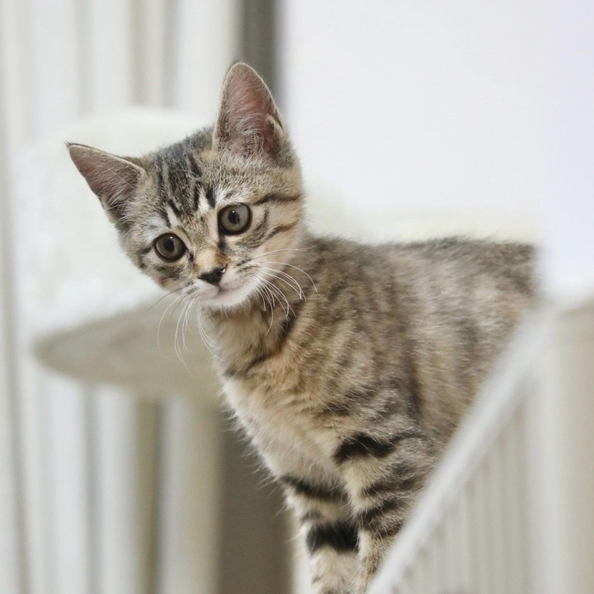 pet-image-5