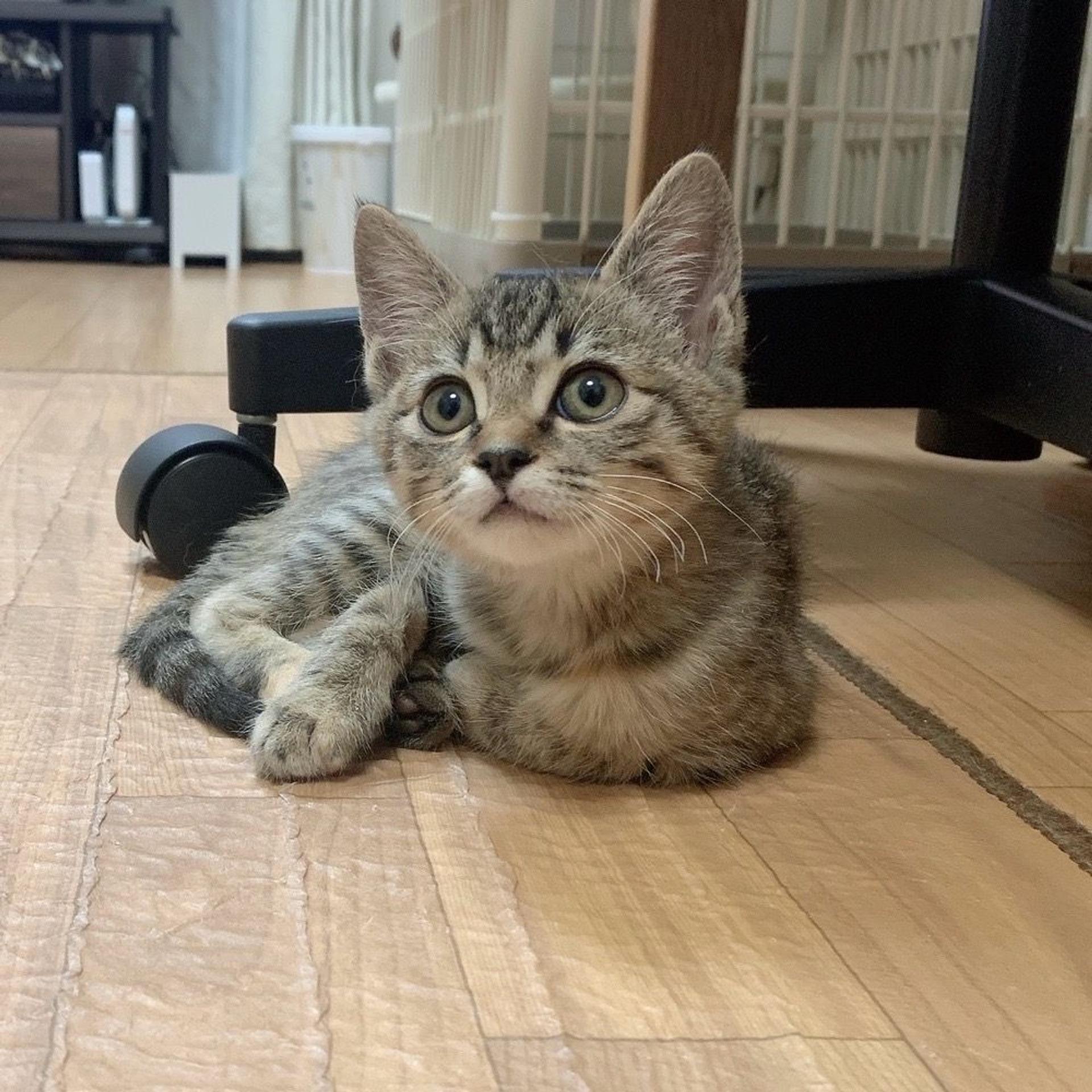 pet-image-7