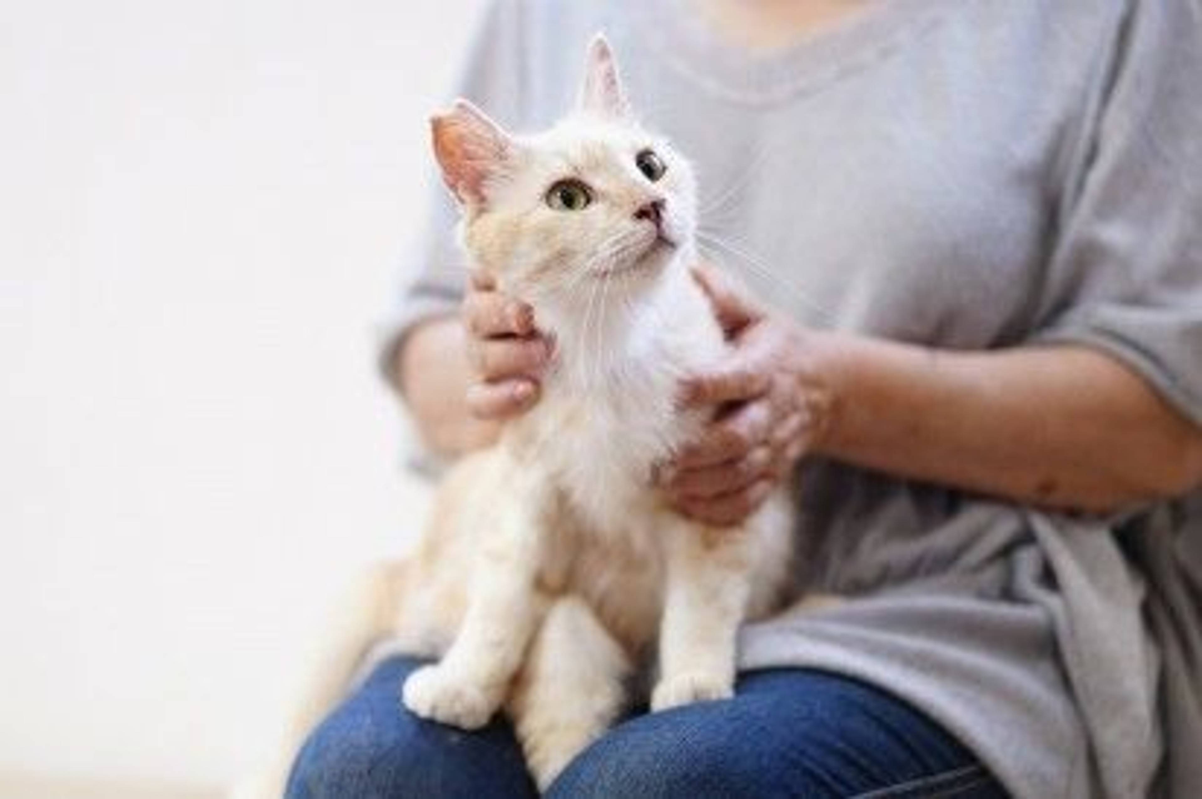 雑種（ミックス猫）・オスの里親募集の写真
