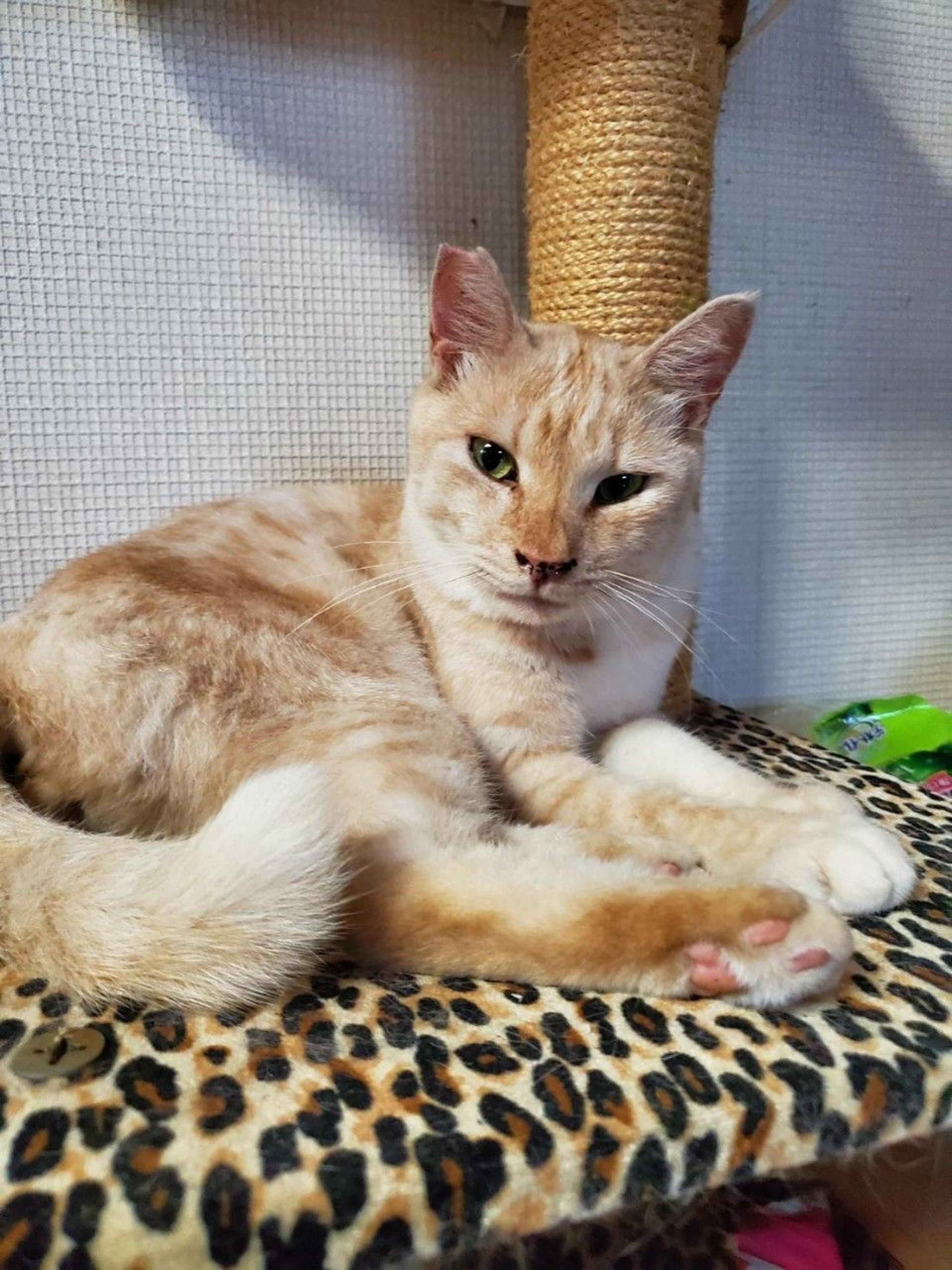 pet-image-3