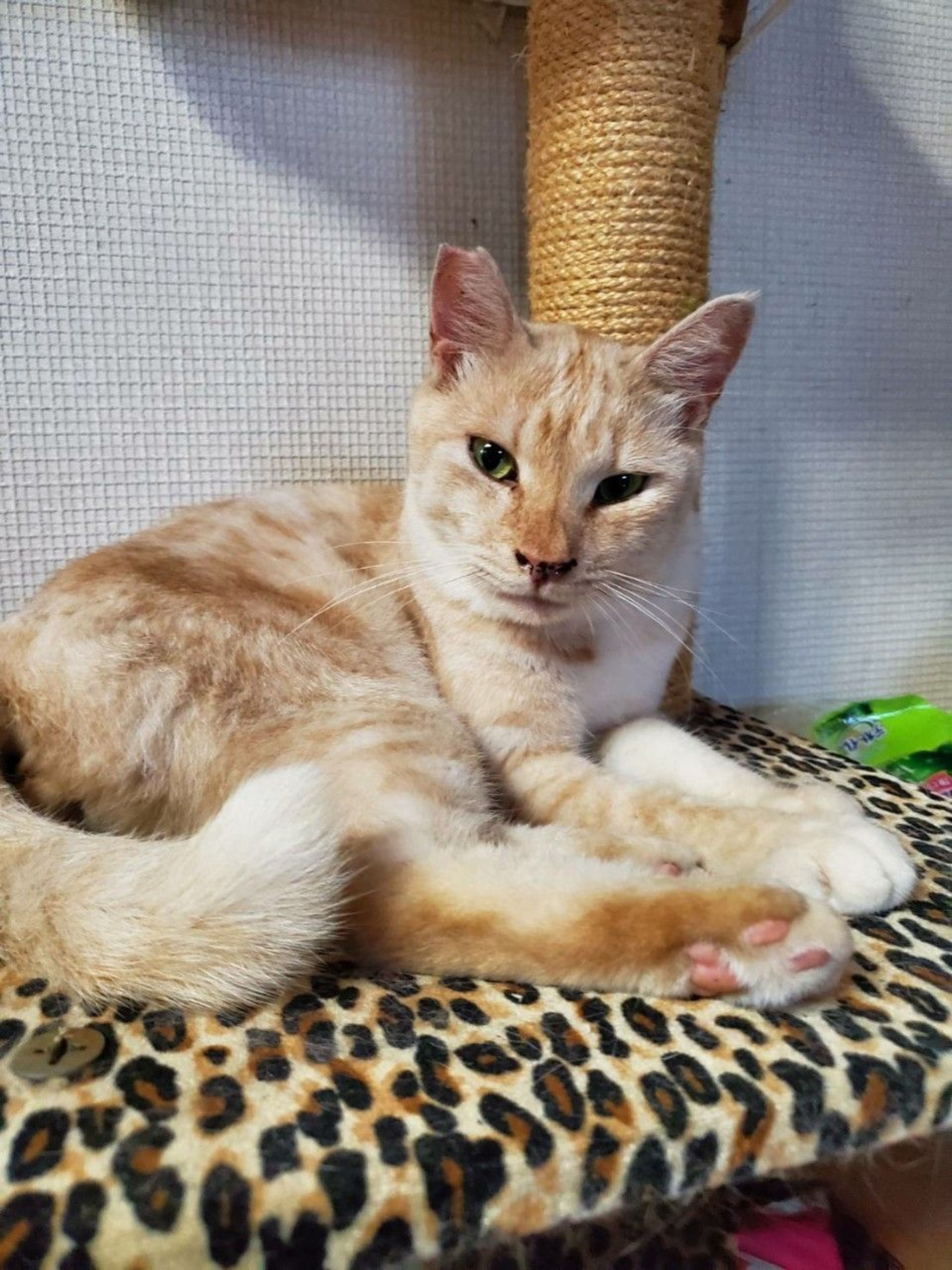 pet-image-3