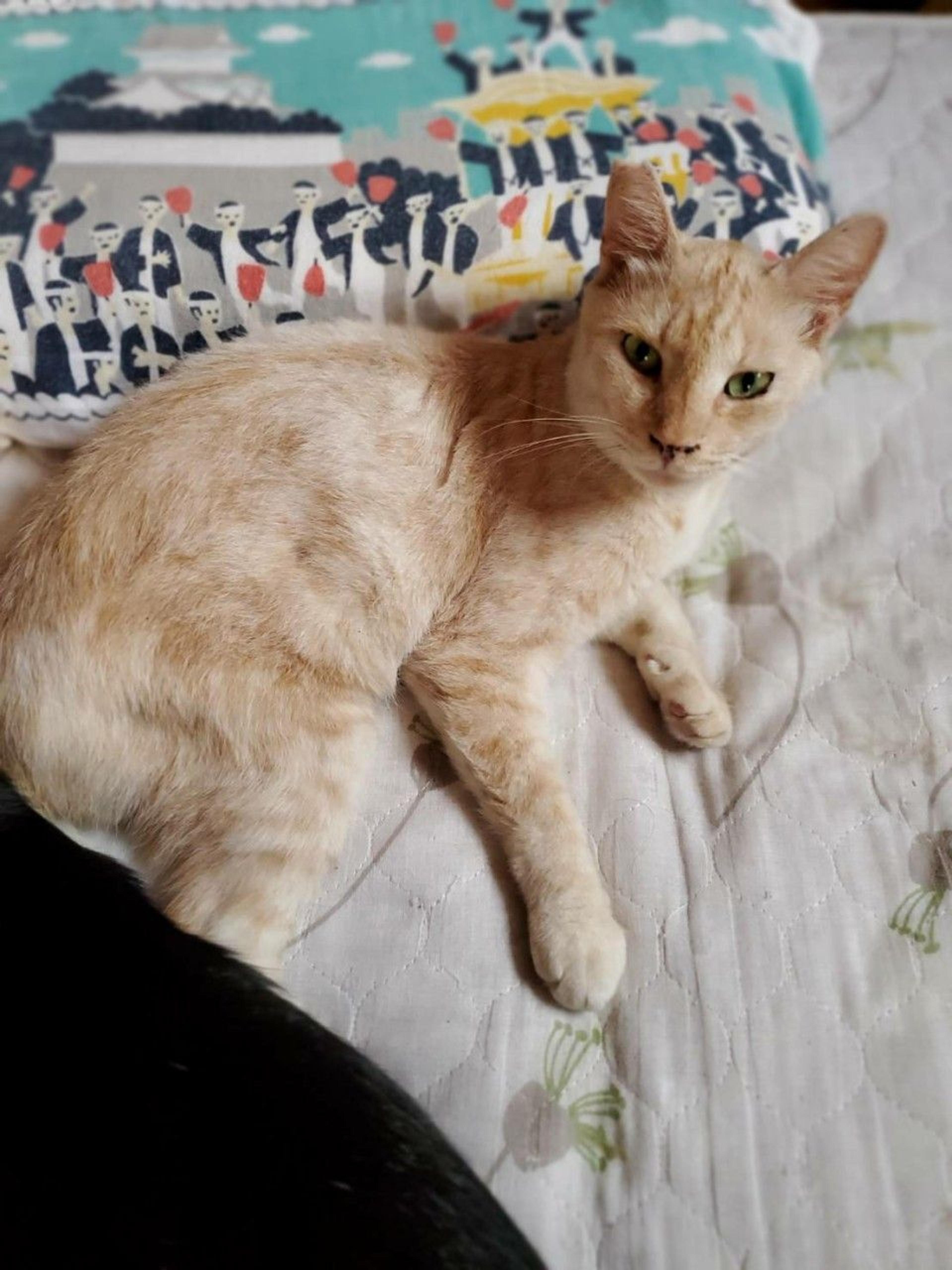 pet-image-4