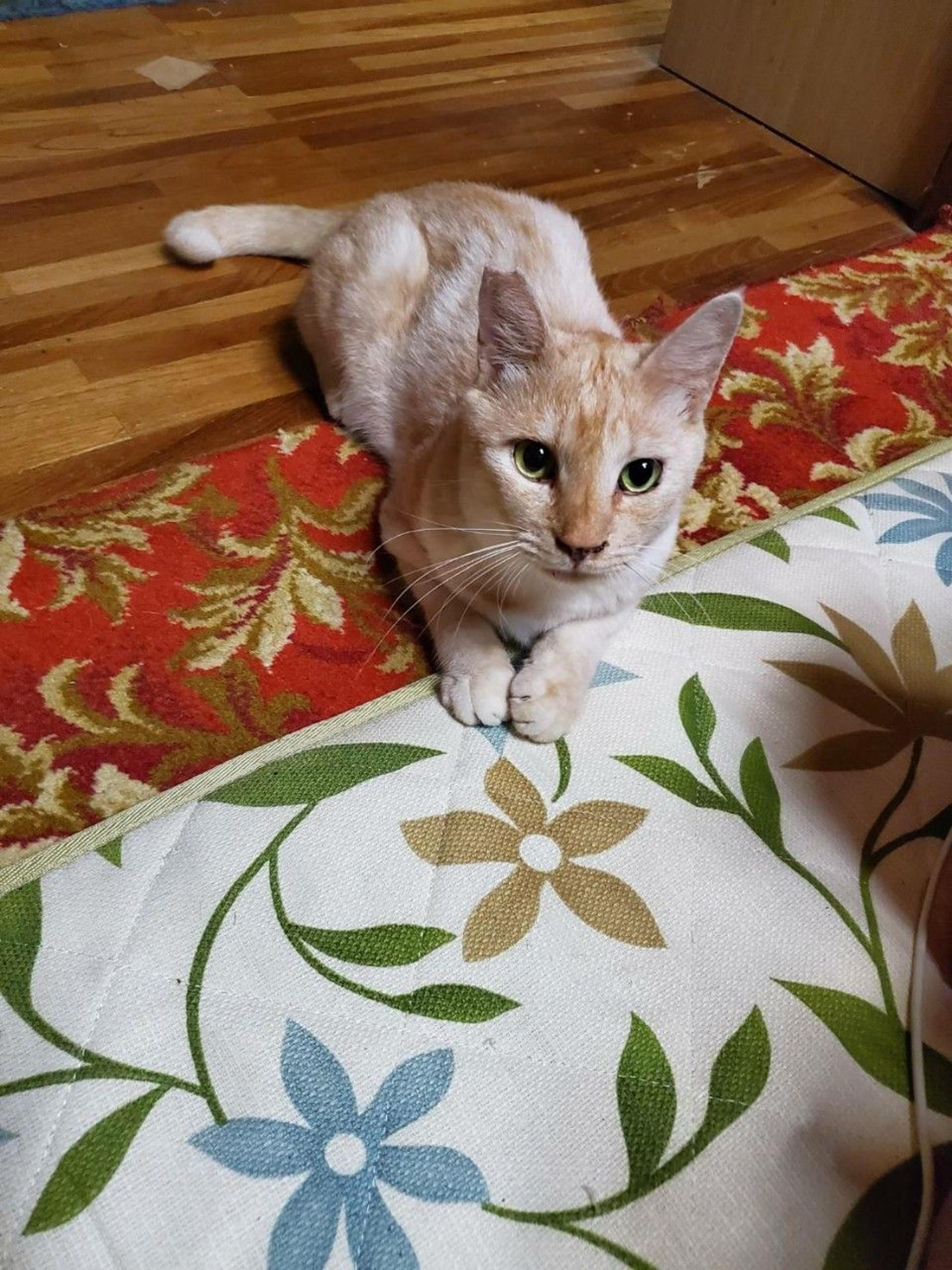 pet-image-5