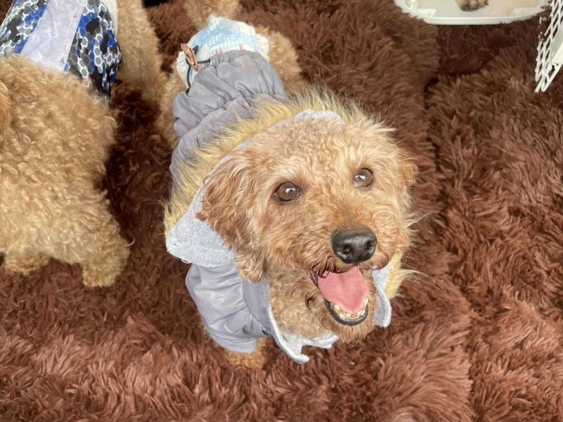 pet-image-3