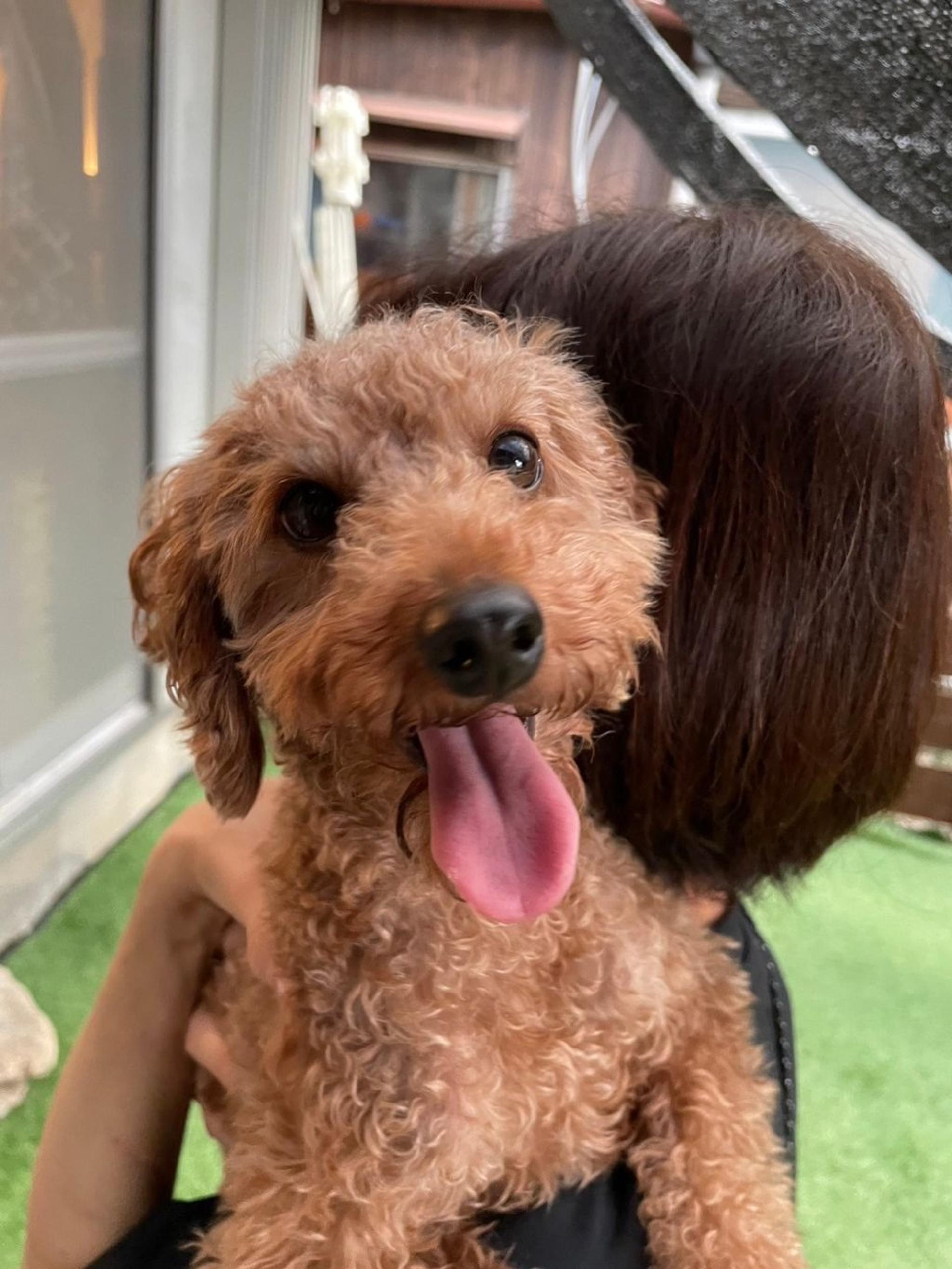 pet-image-4