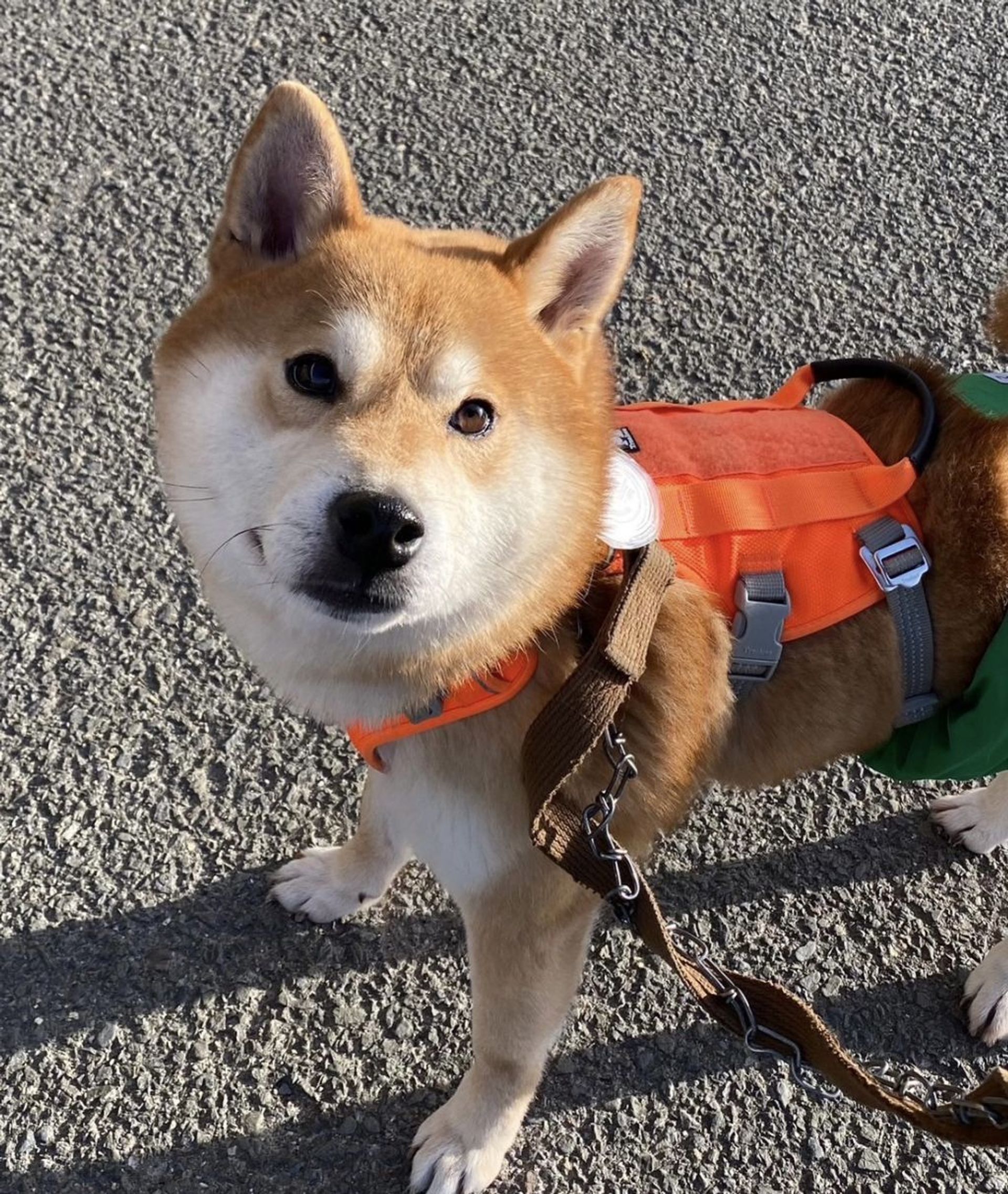 柴犬・オスの里親募集の写真