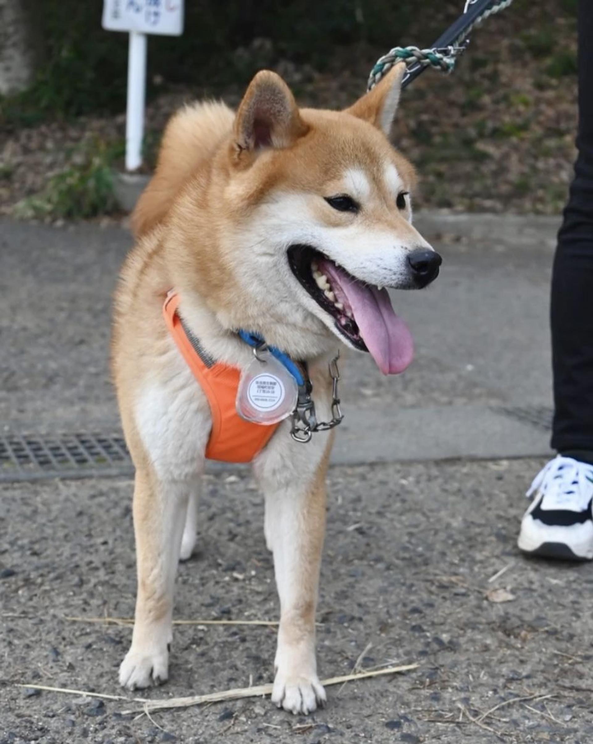 pet-image-3