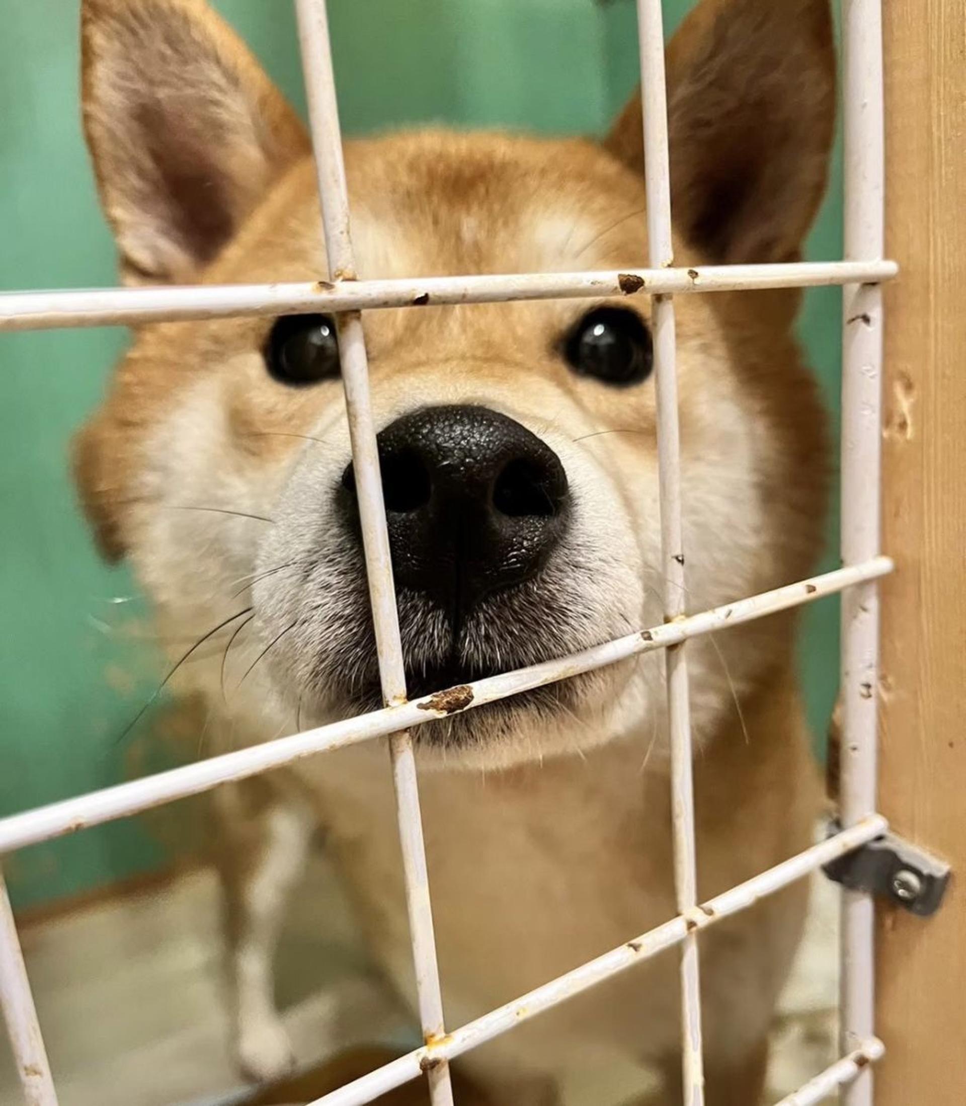 pet-image-6