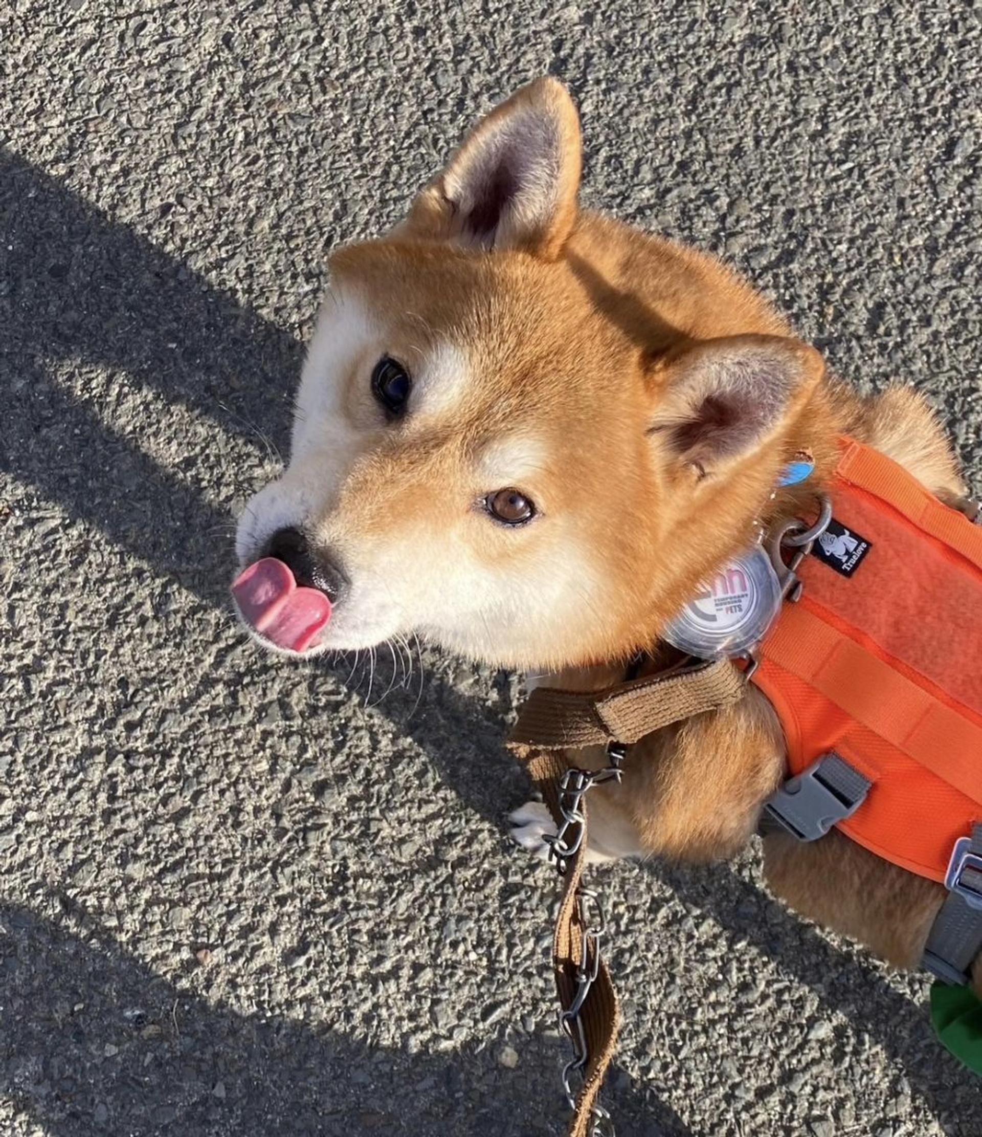 pet-image-9