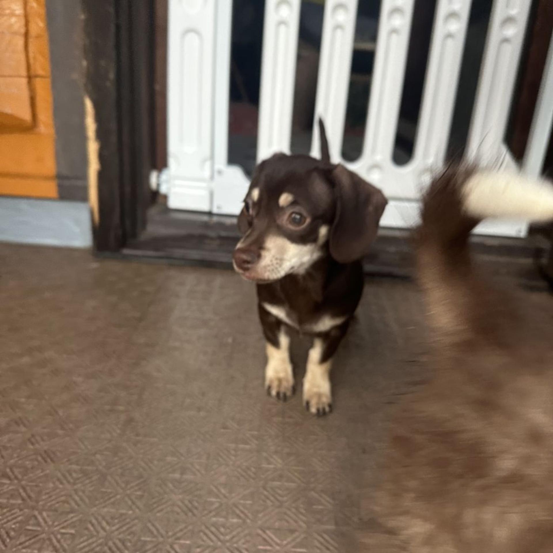pet-image-2