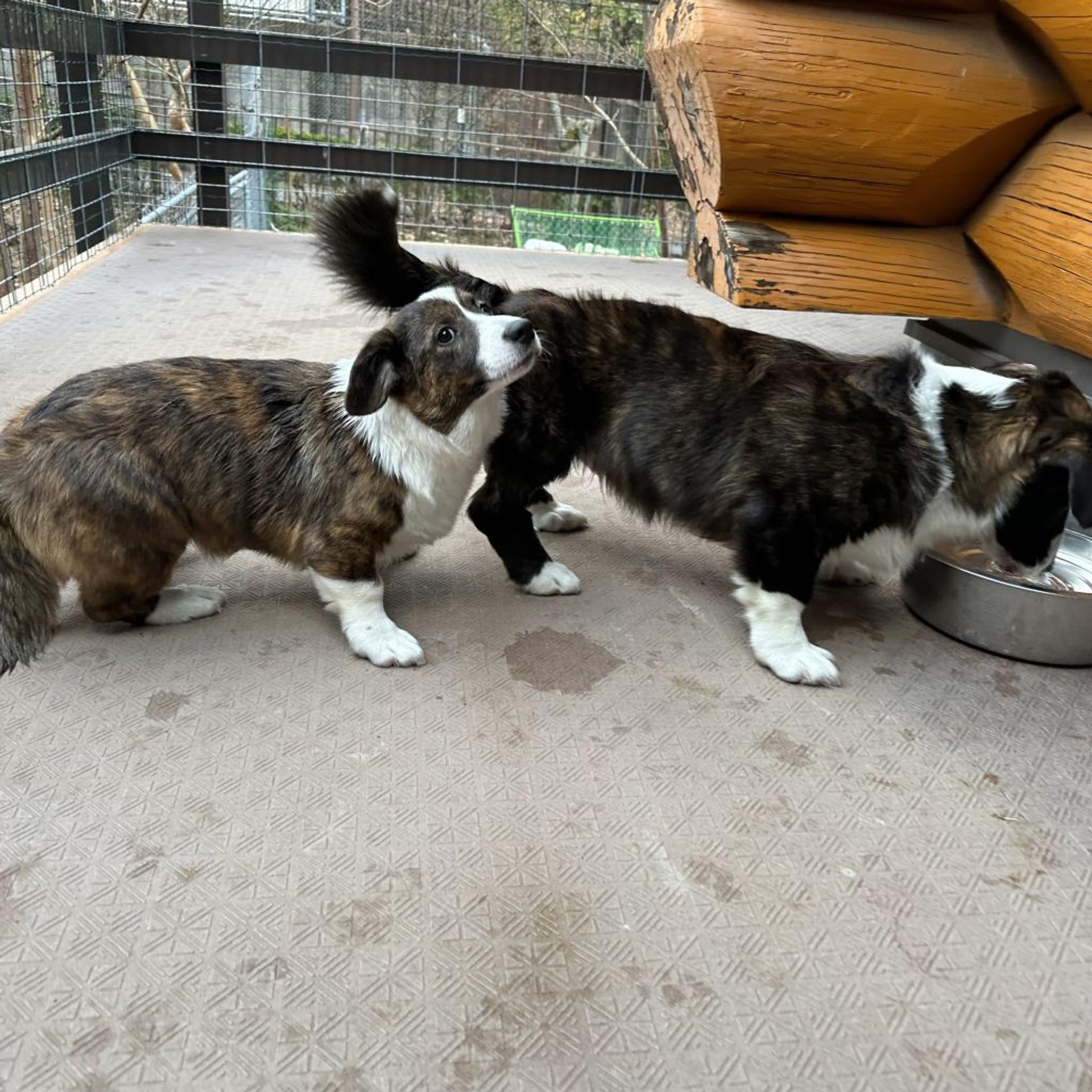 pet-image-4