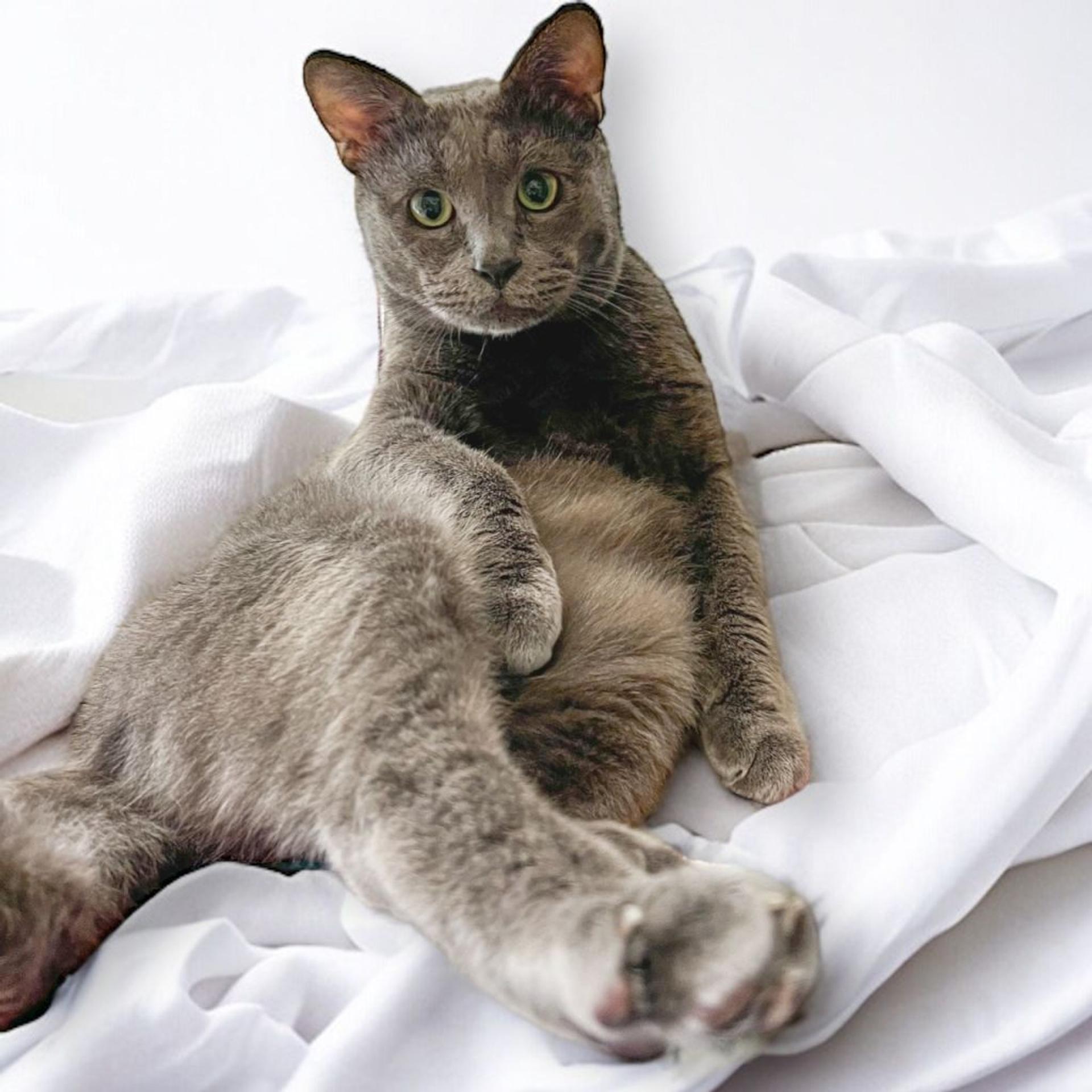 pet-image-4