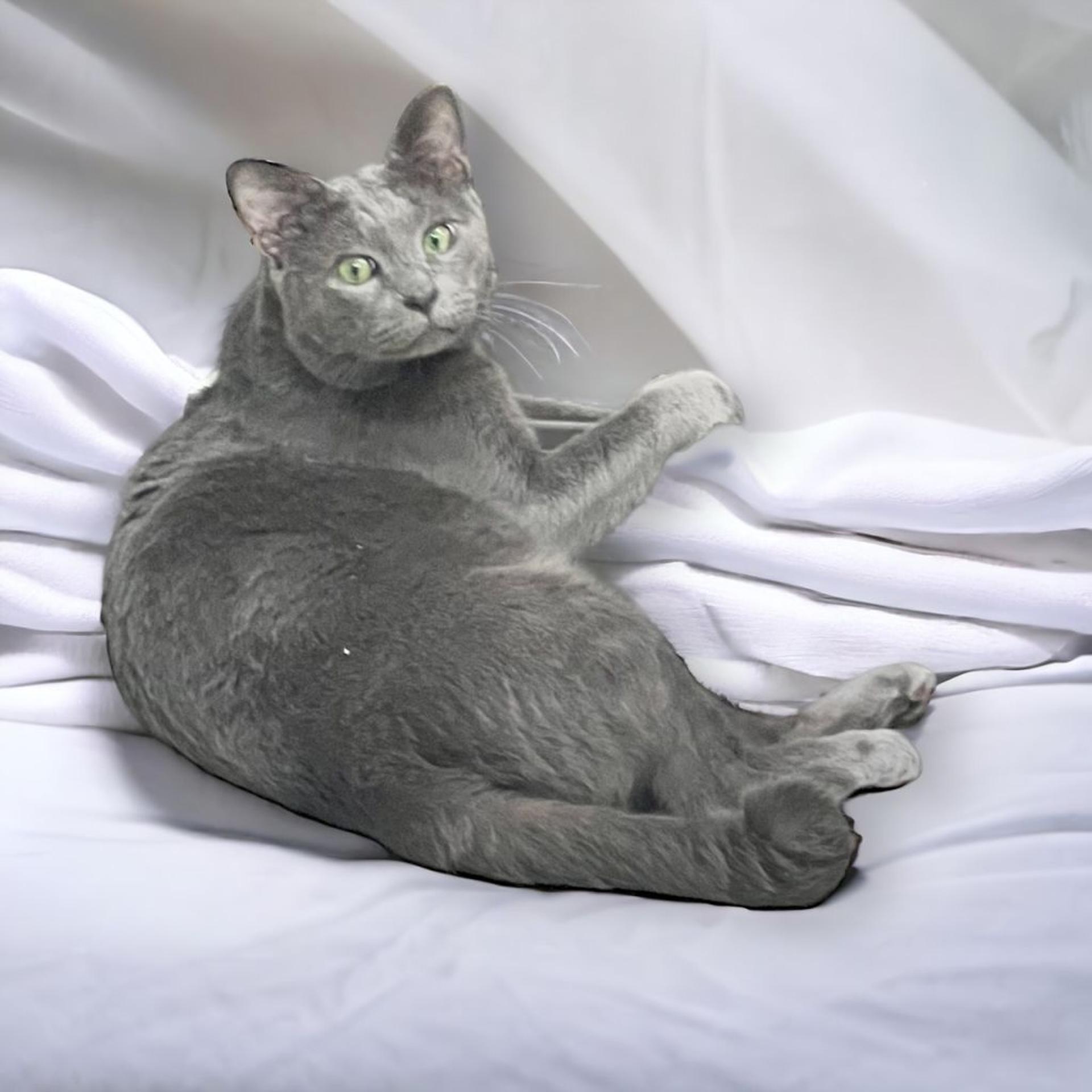 pet-image-5
