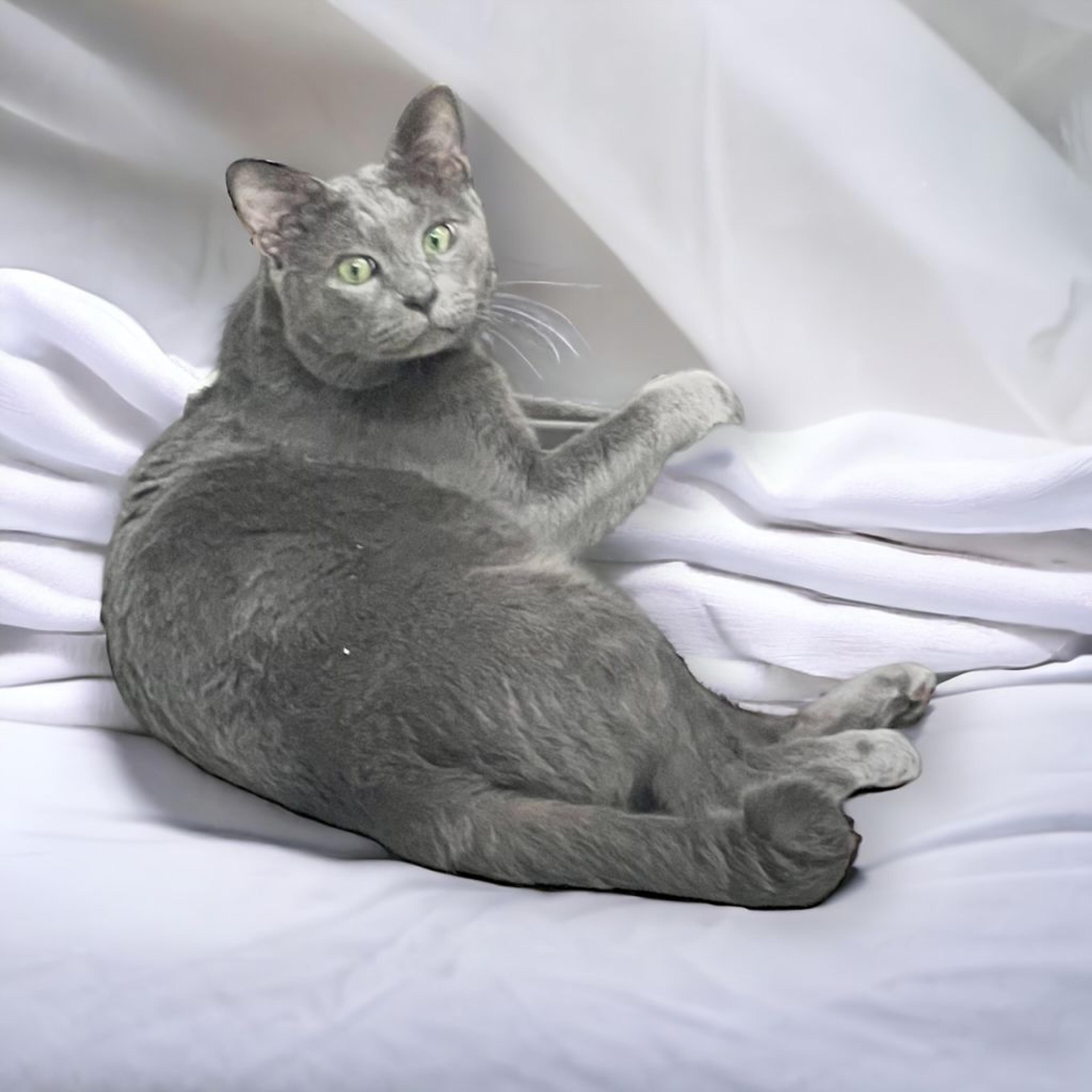 pet-image-5