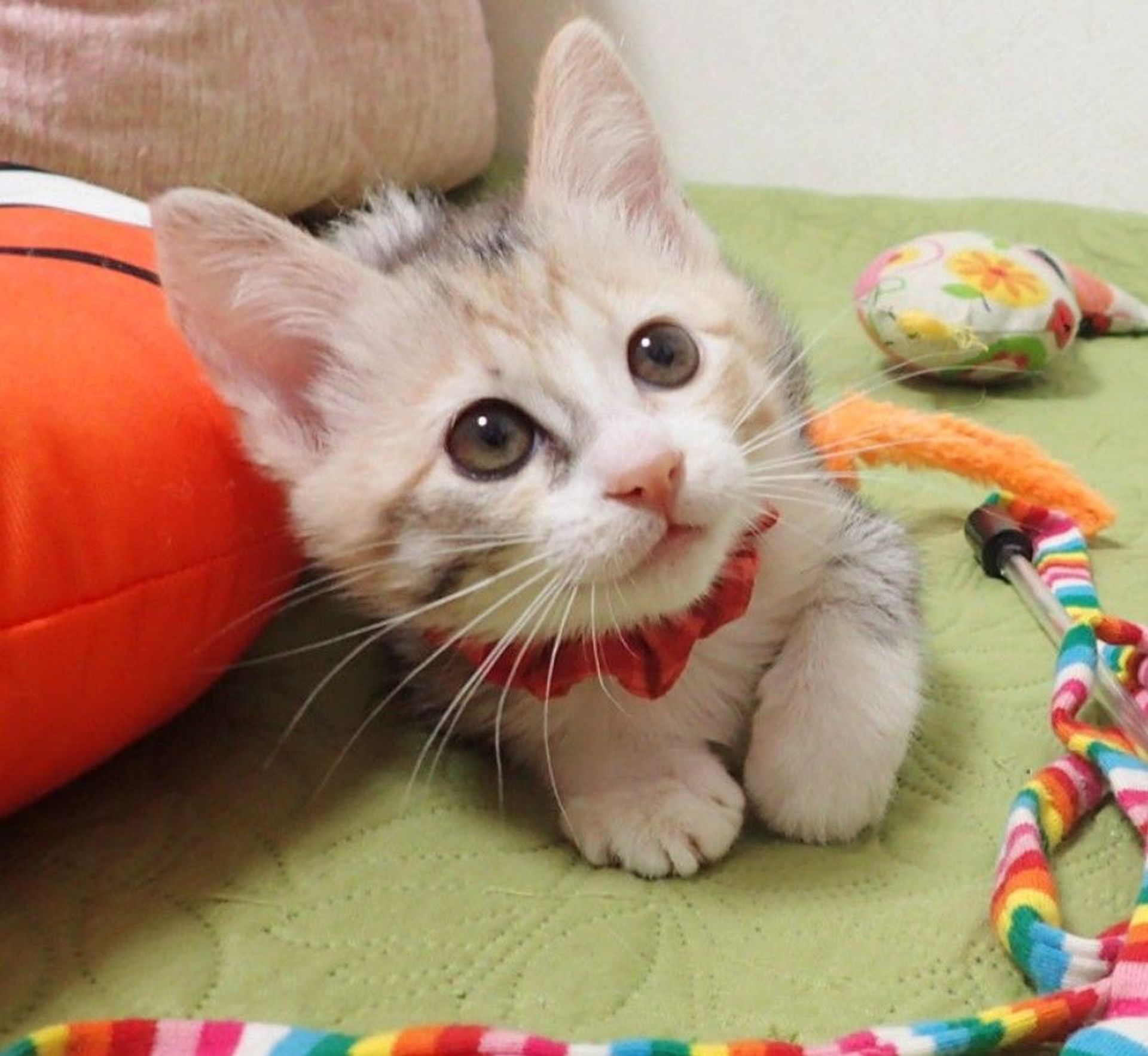 雑種（ミックス猫）・メスの里親募集の写真