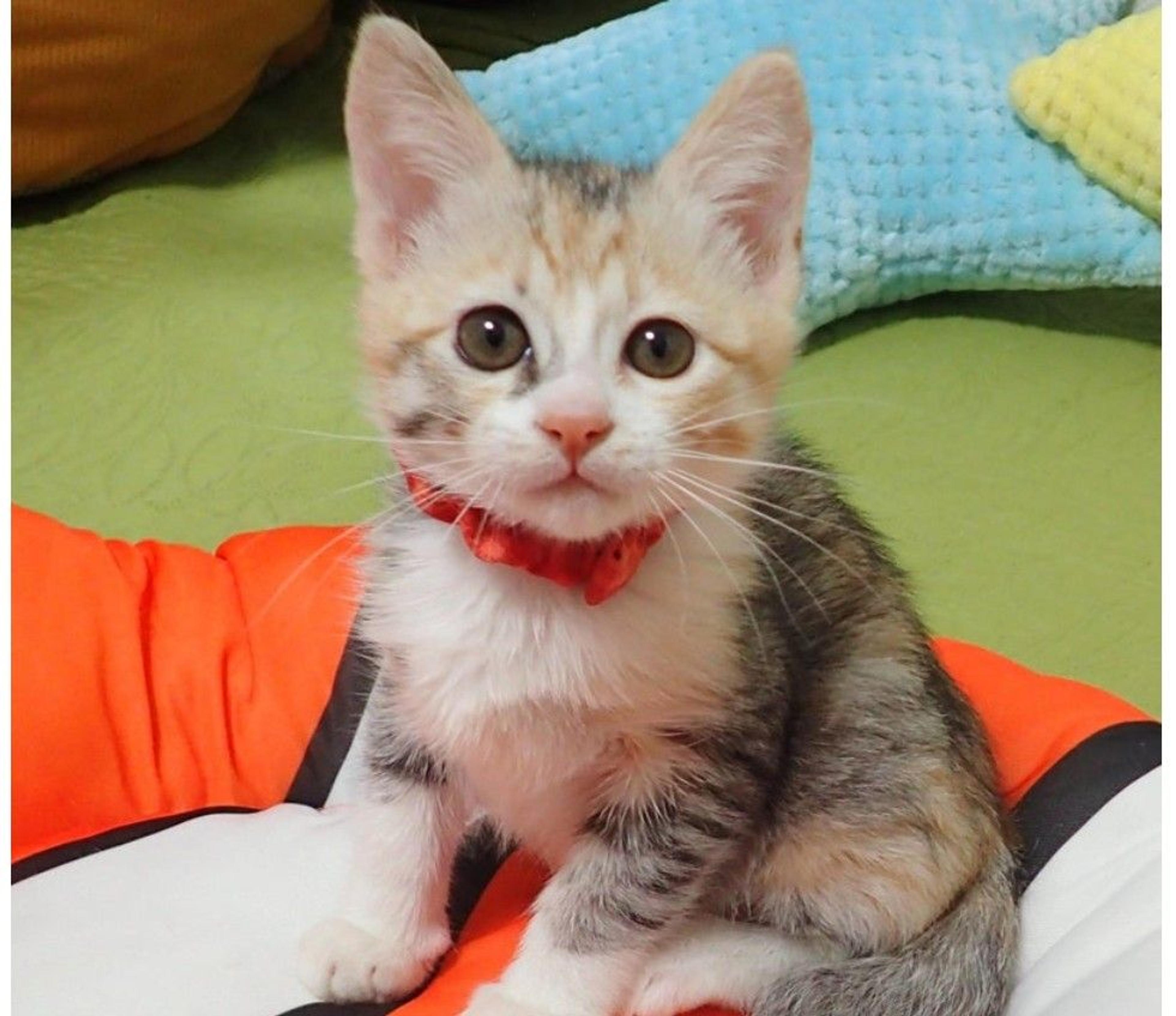 pet-image-2