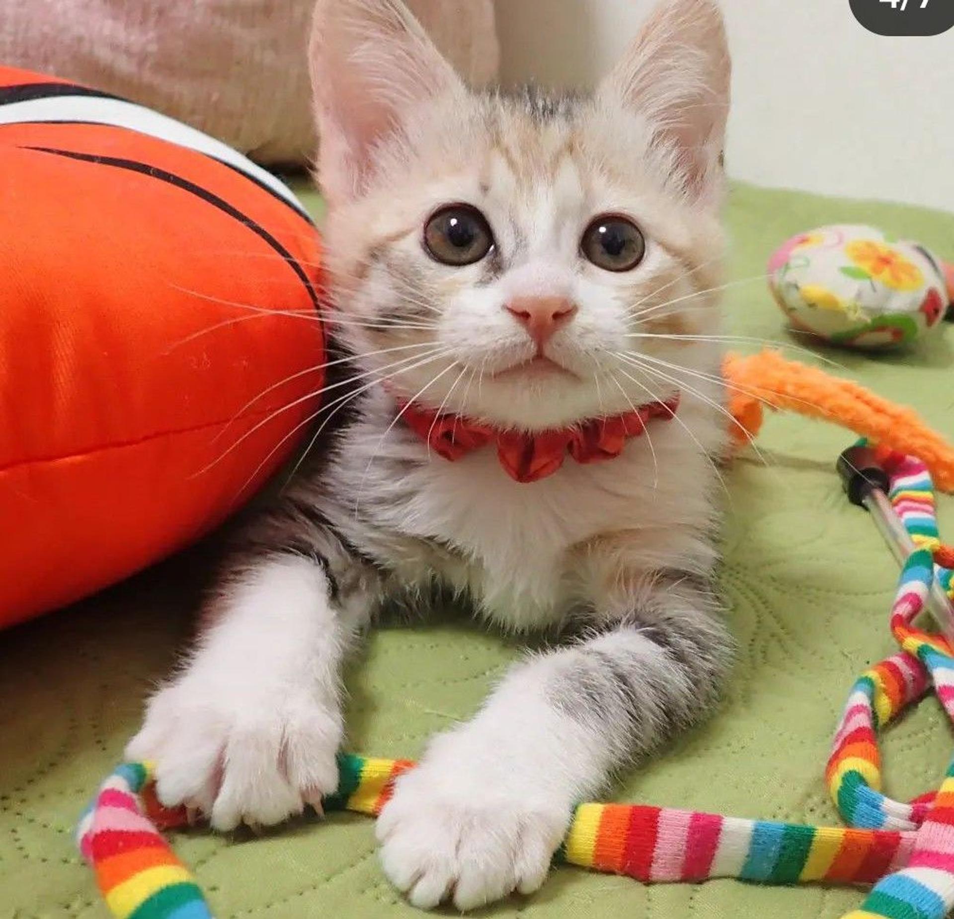 pet-image-3