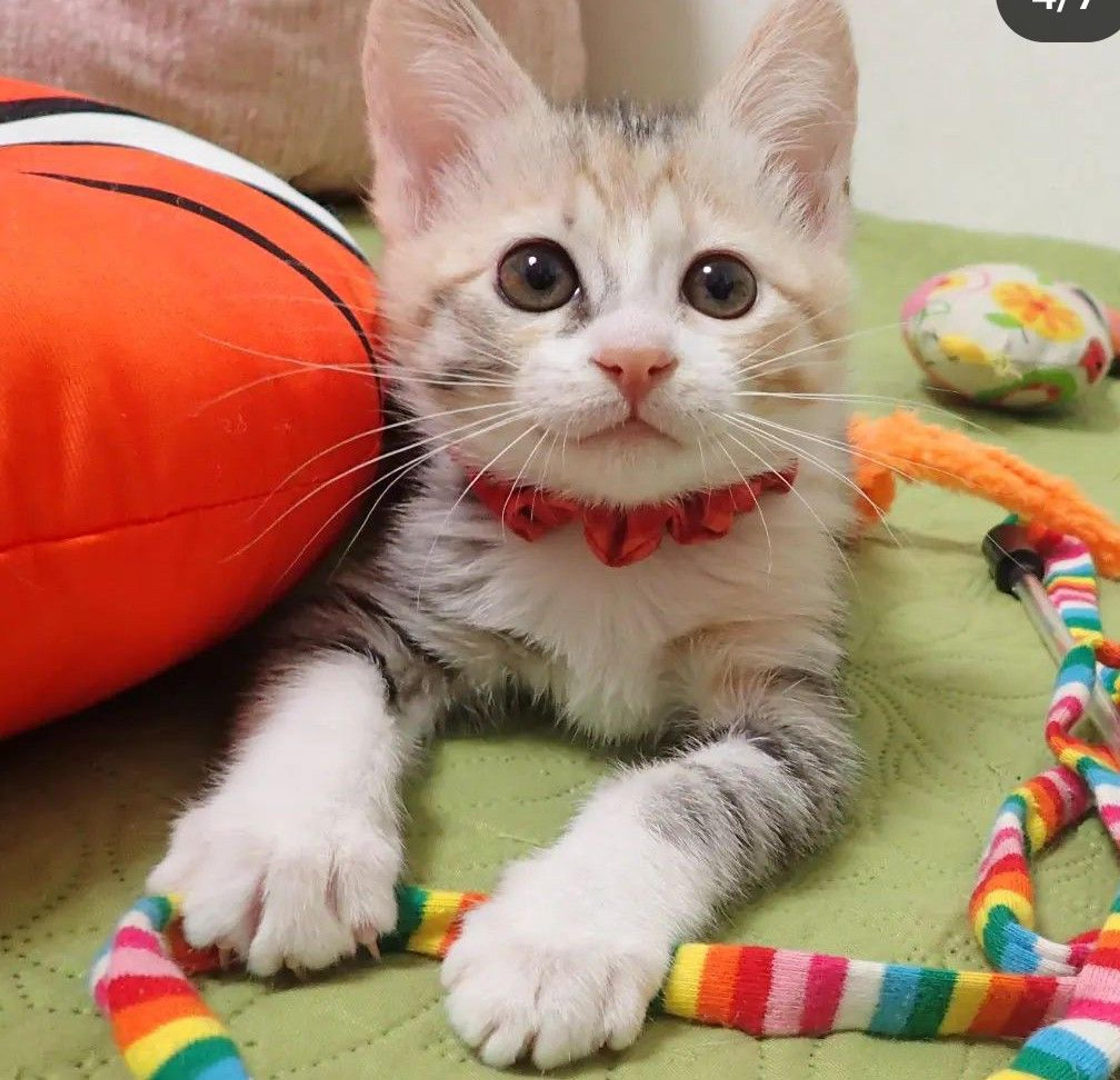 pet-image-3