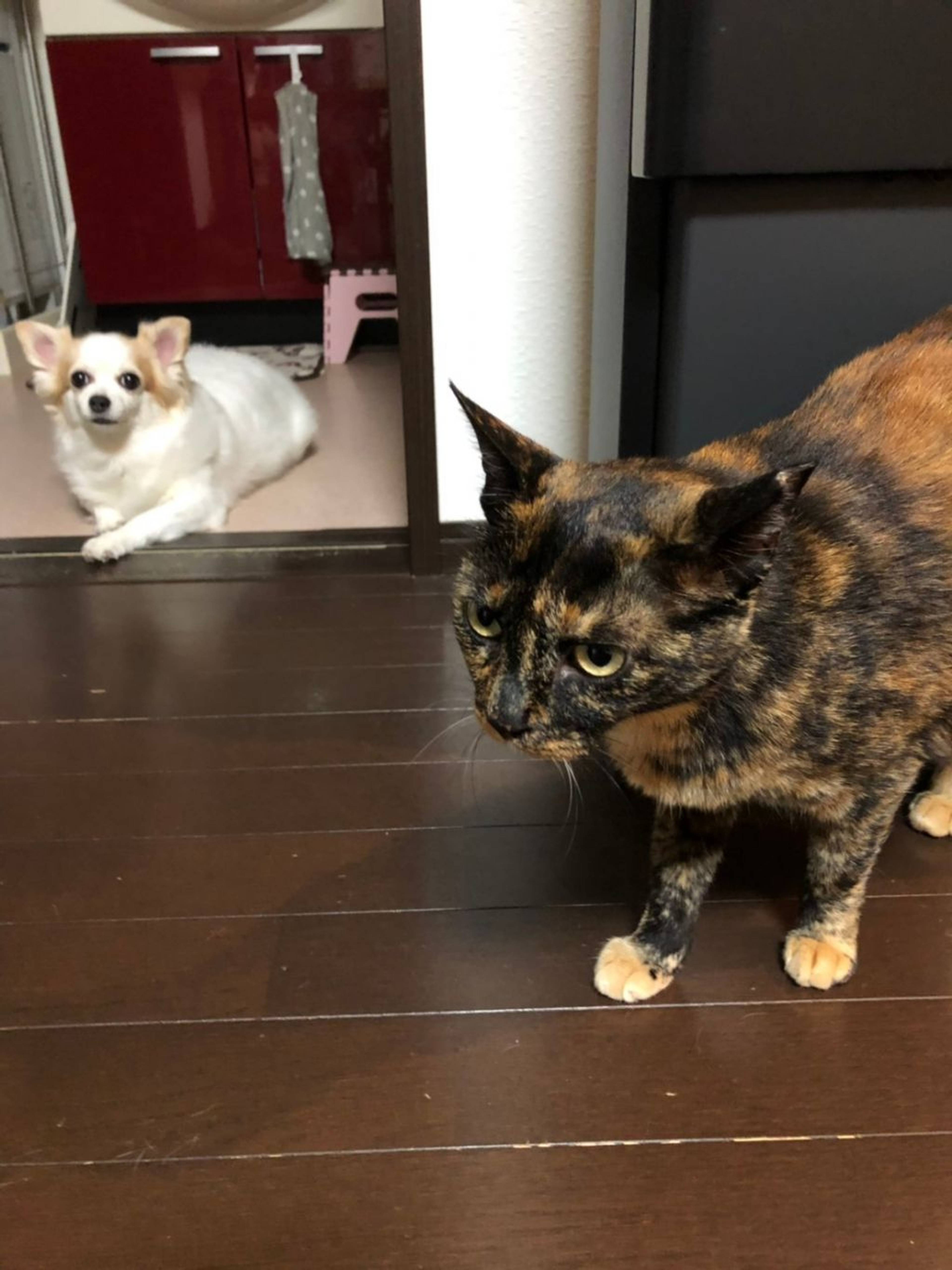 雑種（ミックス猫）・メスの里親募集の写真
